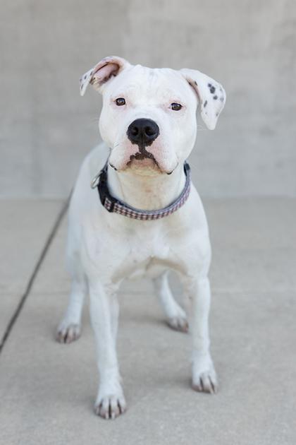 Rain, Adoptable, Adult Female Mixed Breed & Mixed Breed.