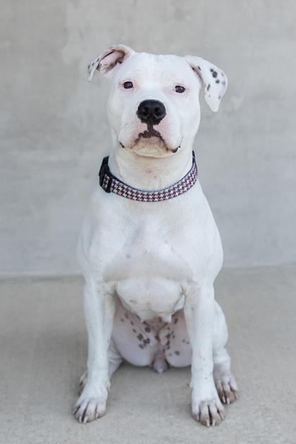 Rain, a Adoptable Mixed Breed in Longmont, CO image 3/3