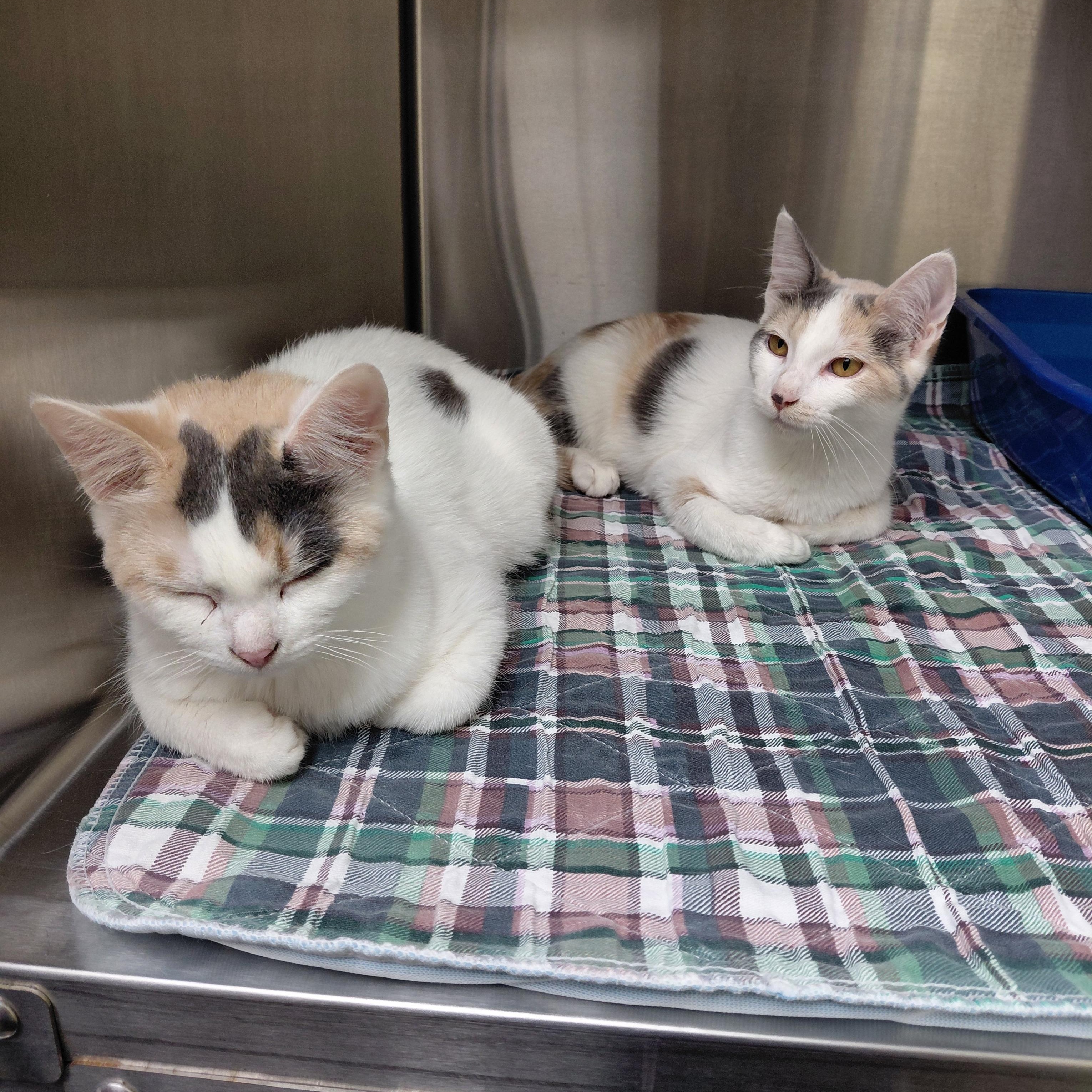 Wilma, adopted, Young Female Domestic Short Hair.