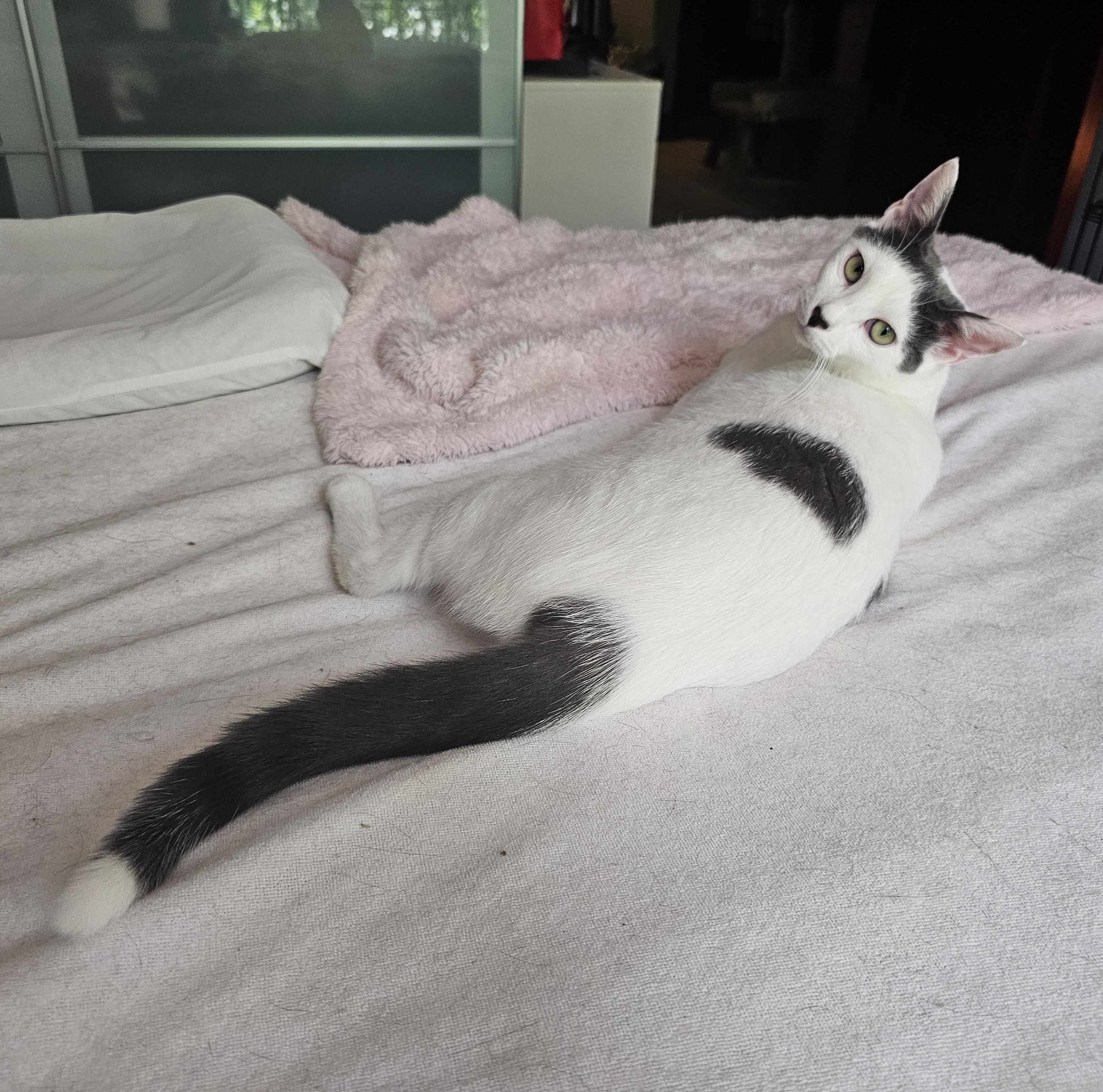 Enlarge Sugar, a Adoptable Domestic Short Hair in Ridgefield, CT image 1/6