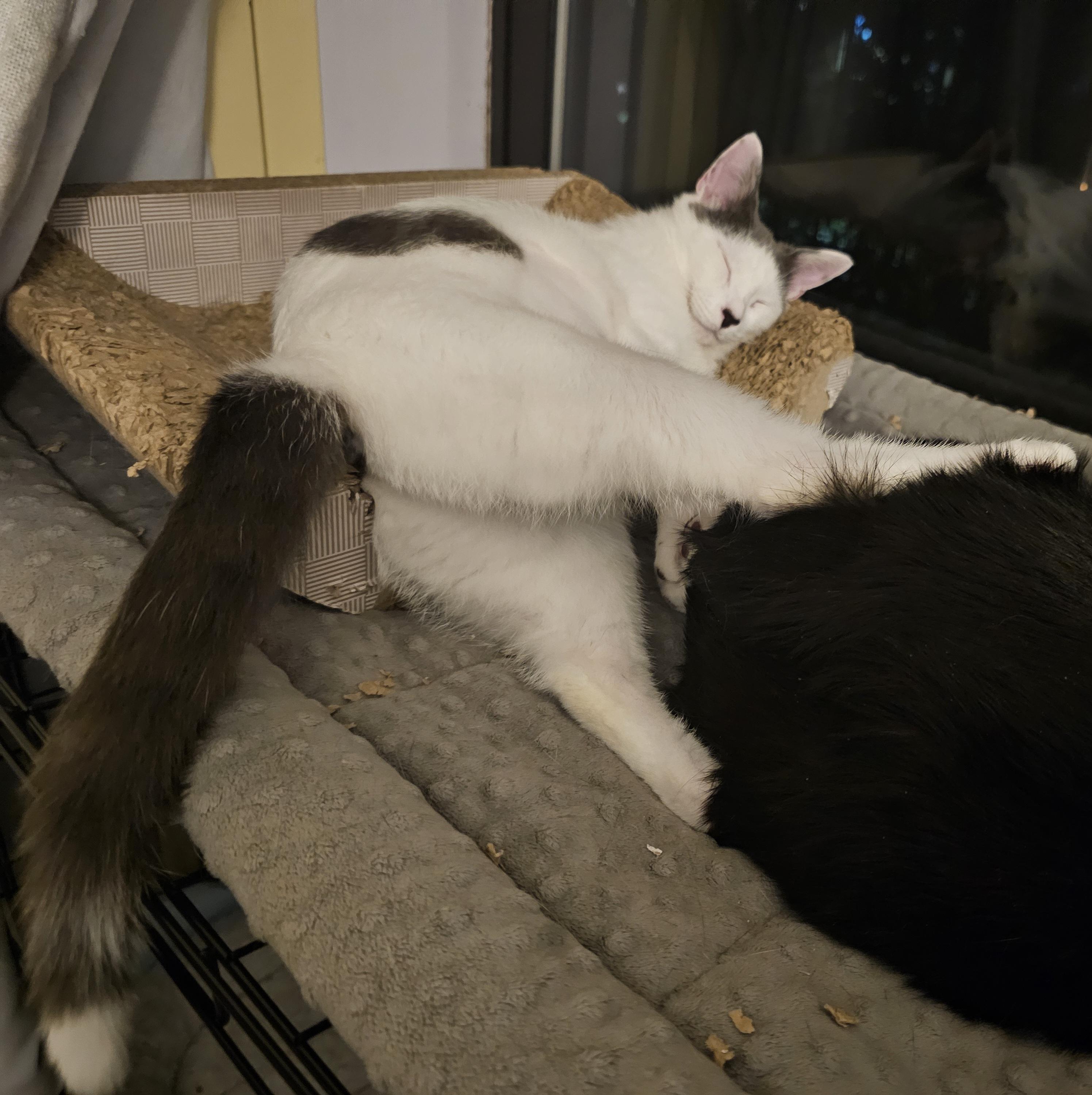 Enlarge Sugar, a Adoptable Domestic Short Hair in Ridgefield, CT image 6/6