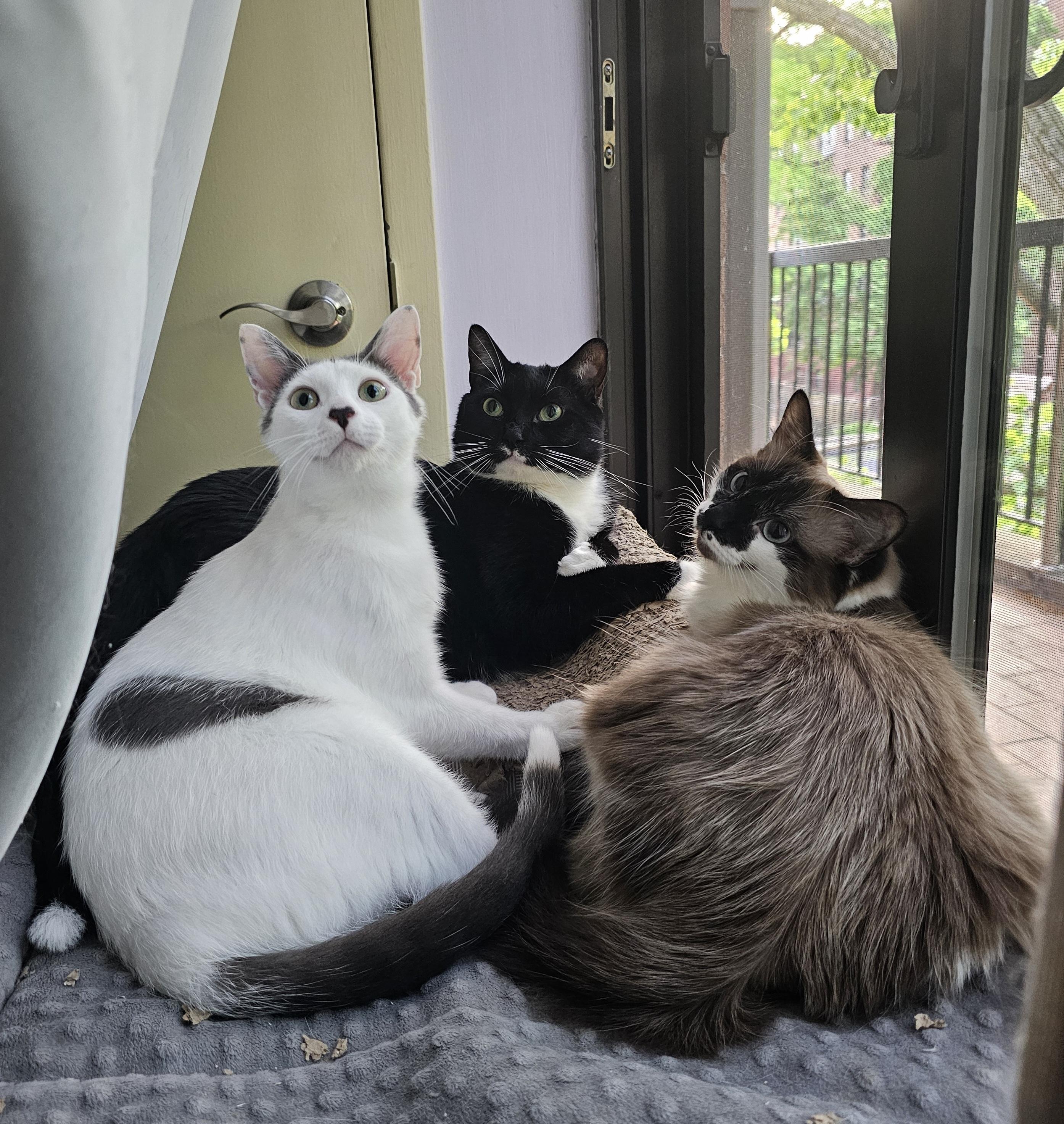 Enlarge Sugar, a Adoptable Domestic Short Hair in Ridgefield, CT image 4/6