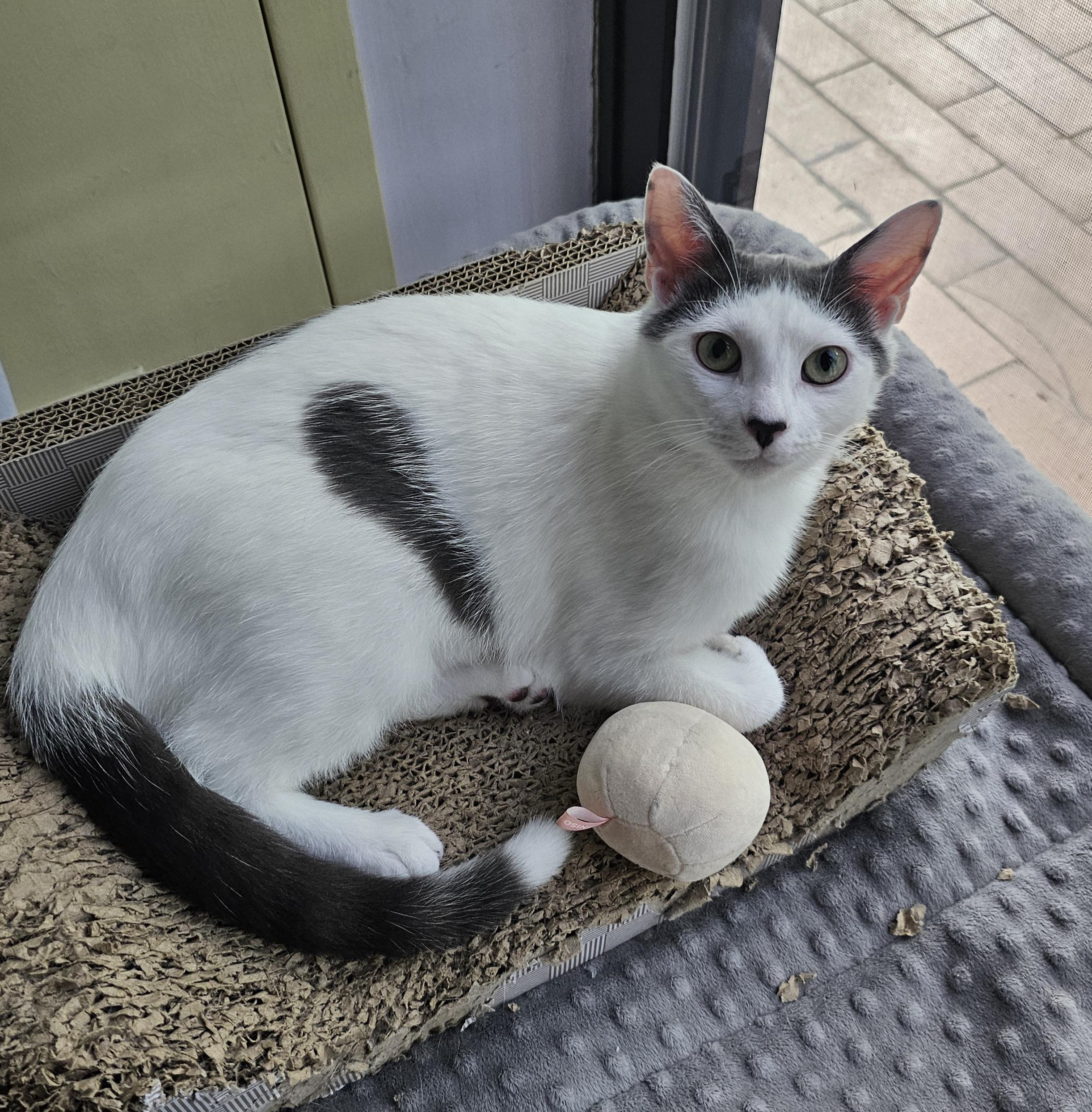 Enlarge Sugar, a Adoptable Domestic Short Hair in Ridgefield, CT image 2/6