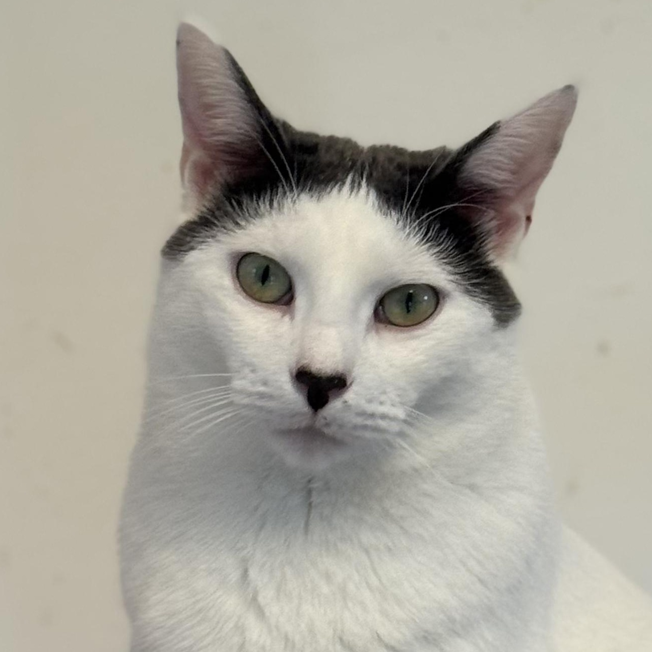 Sugar, Adoptable, Young Female Domestic Short Hair.