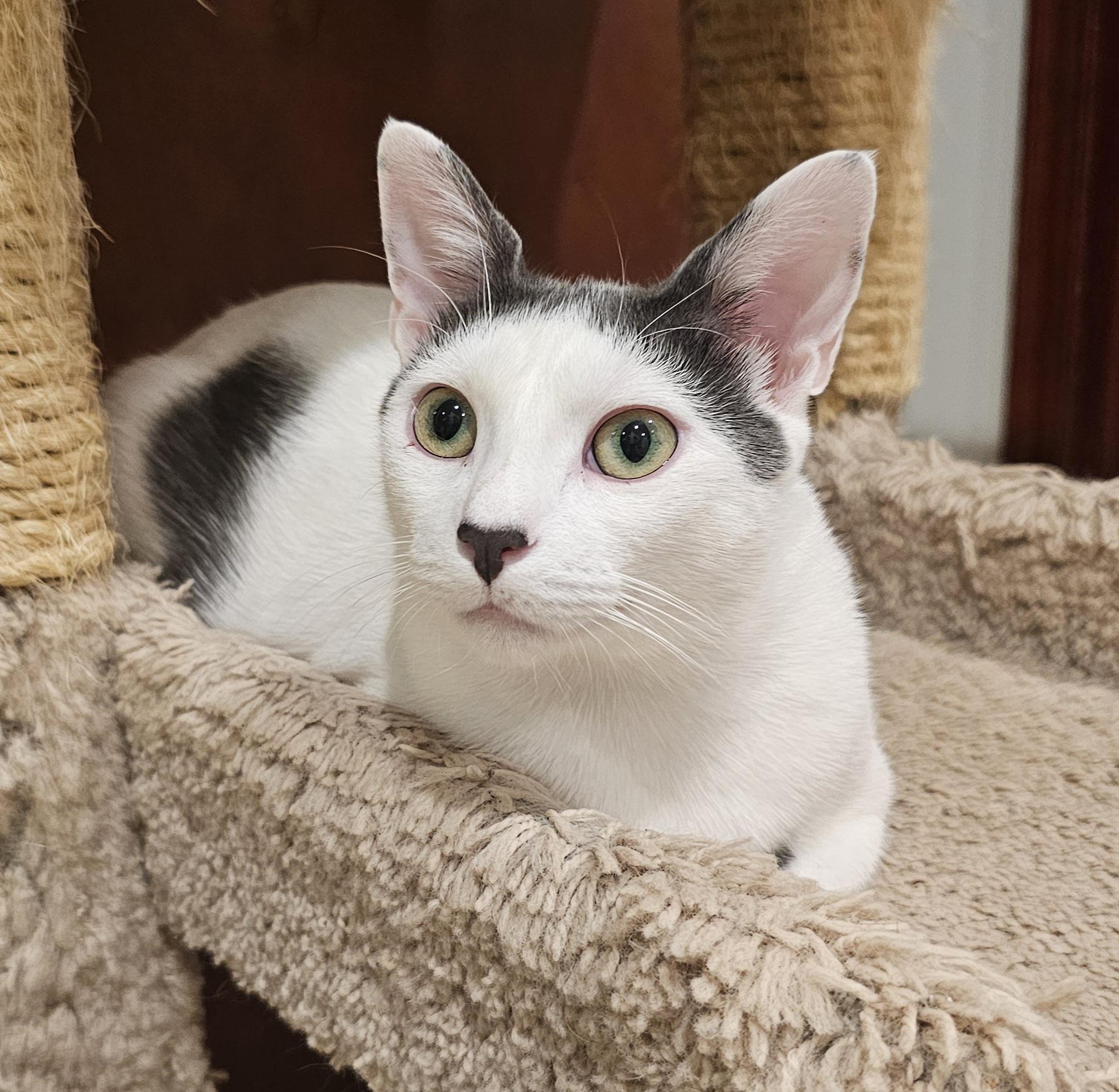 Sugar, Young Female Domestic Short Hair