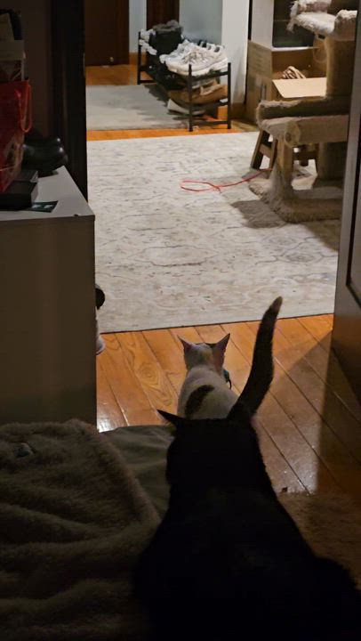 Enlarge Sugar, a Adoptable Domestic Short Hair in Ridgefield, CT video 5/6