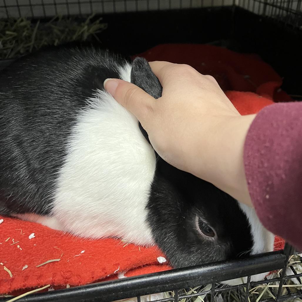 Mr. Willow, Adoptable, Adult Male Dutch.