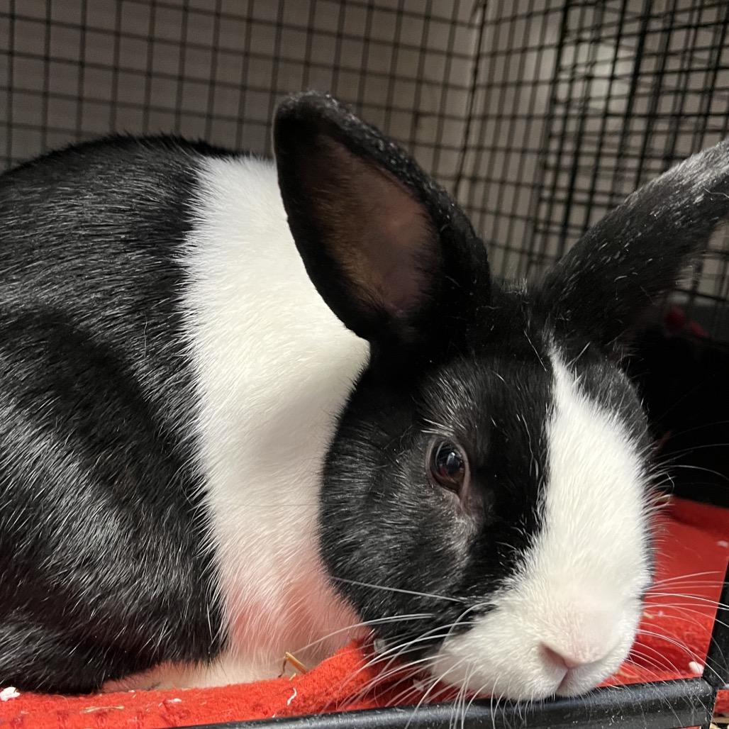 Enlarge Mr. Willow, a Adoptable Dutch in York, PA image 2/5