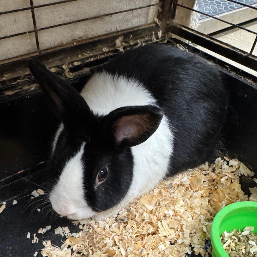 Enlarge Mr. Willow, a Adoptable Dutch in York, PA image 3/5
