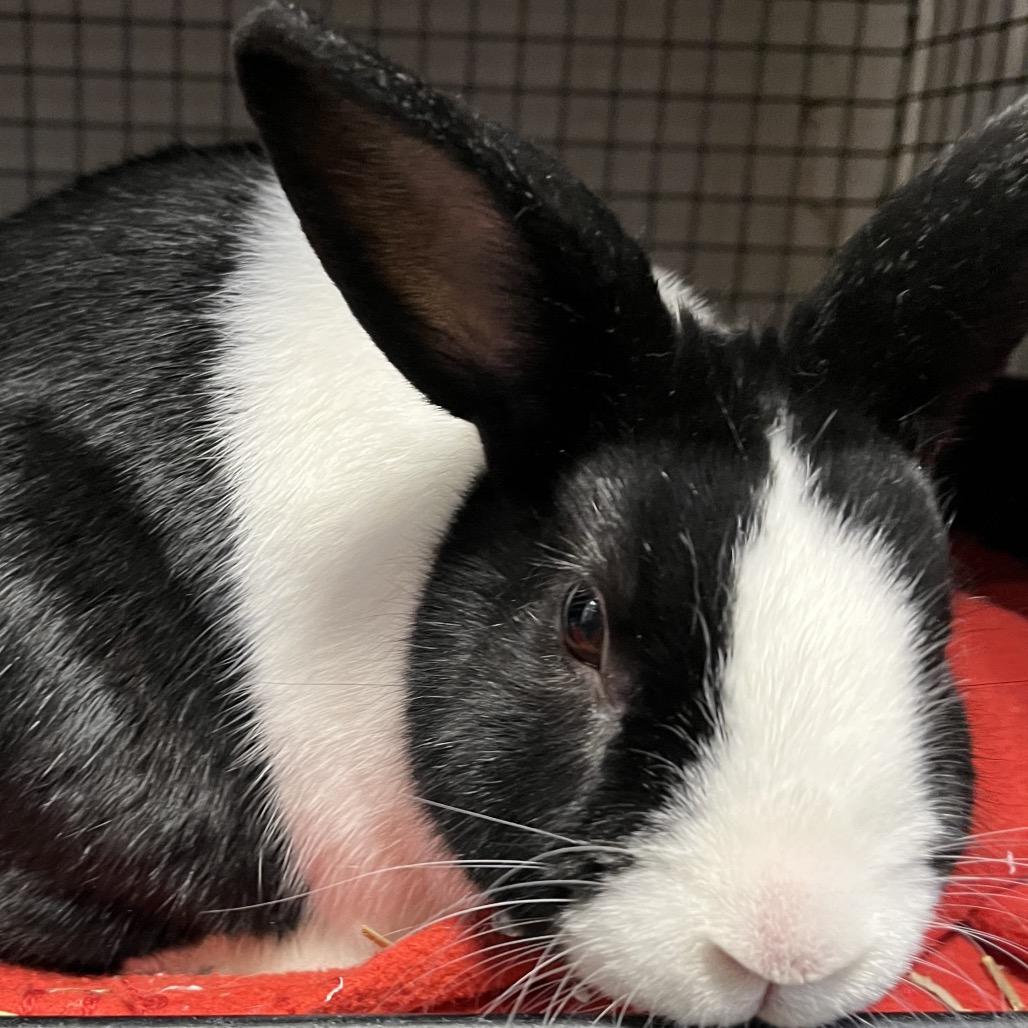 Enlarge Mr. Willow, a Adoptable Dutch in York, PA image 4/5