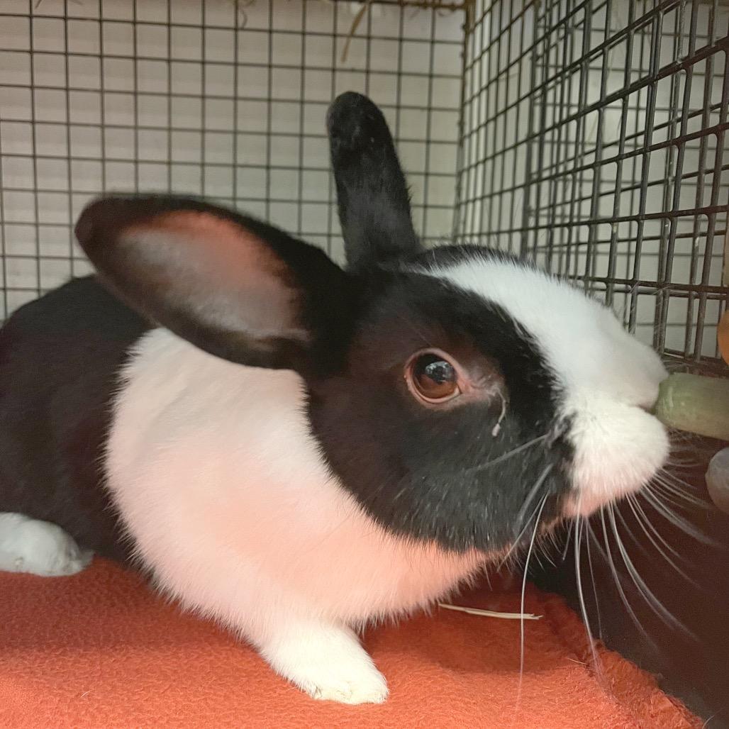 Enlarge Mr. Willow, a Adoptable Dutch in York, PA image 5/5