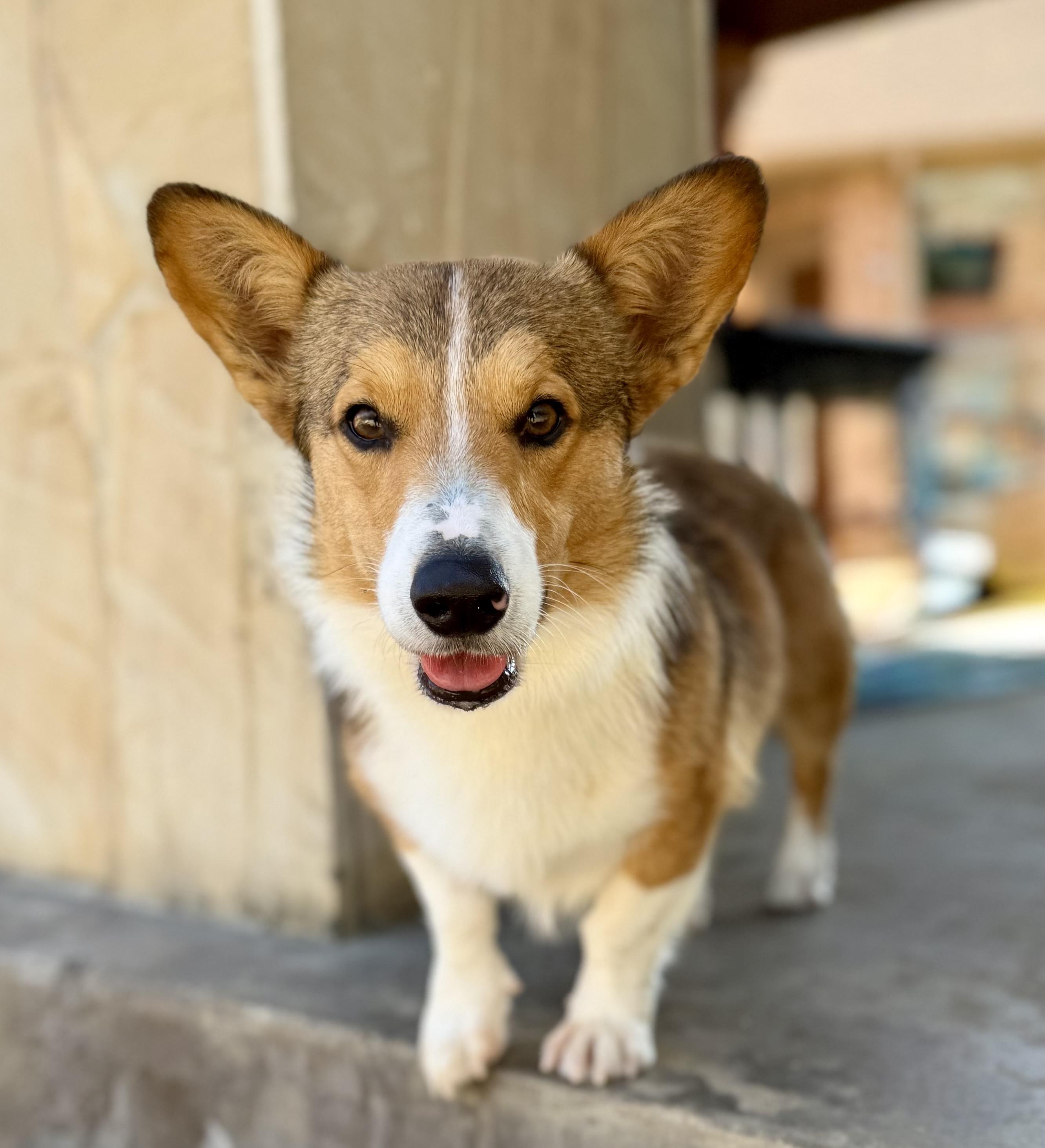 Enlarge Rocky, an adopted Corgi in Coppell, TX image 1/4