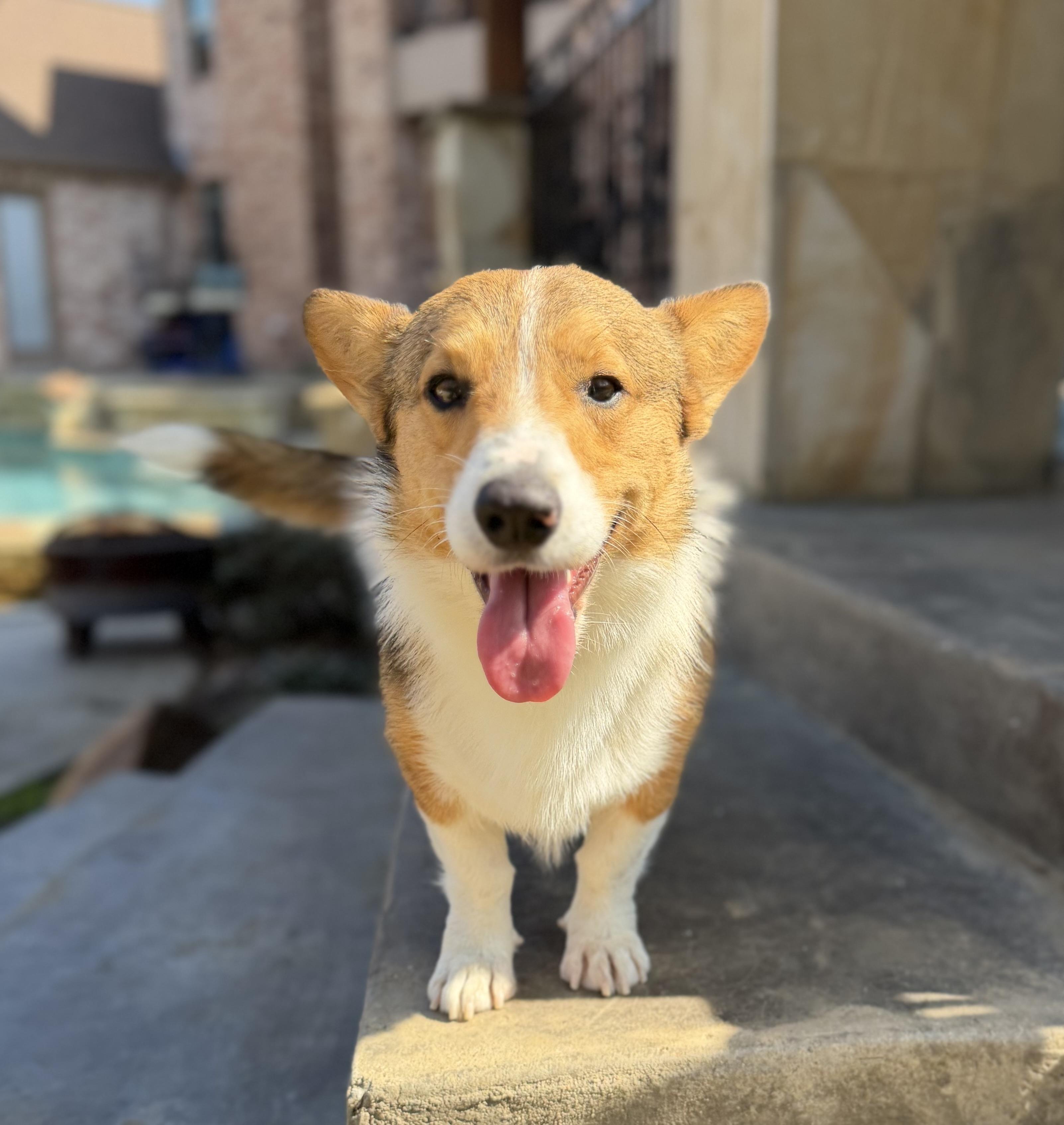 Enlarge Rocky, an adopted Corgi in Coppell, TX image 3/4