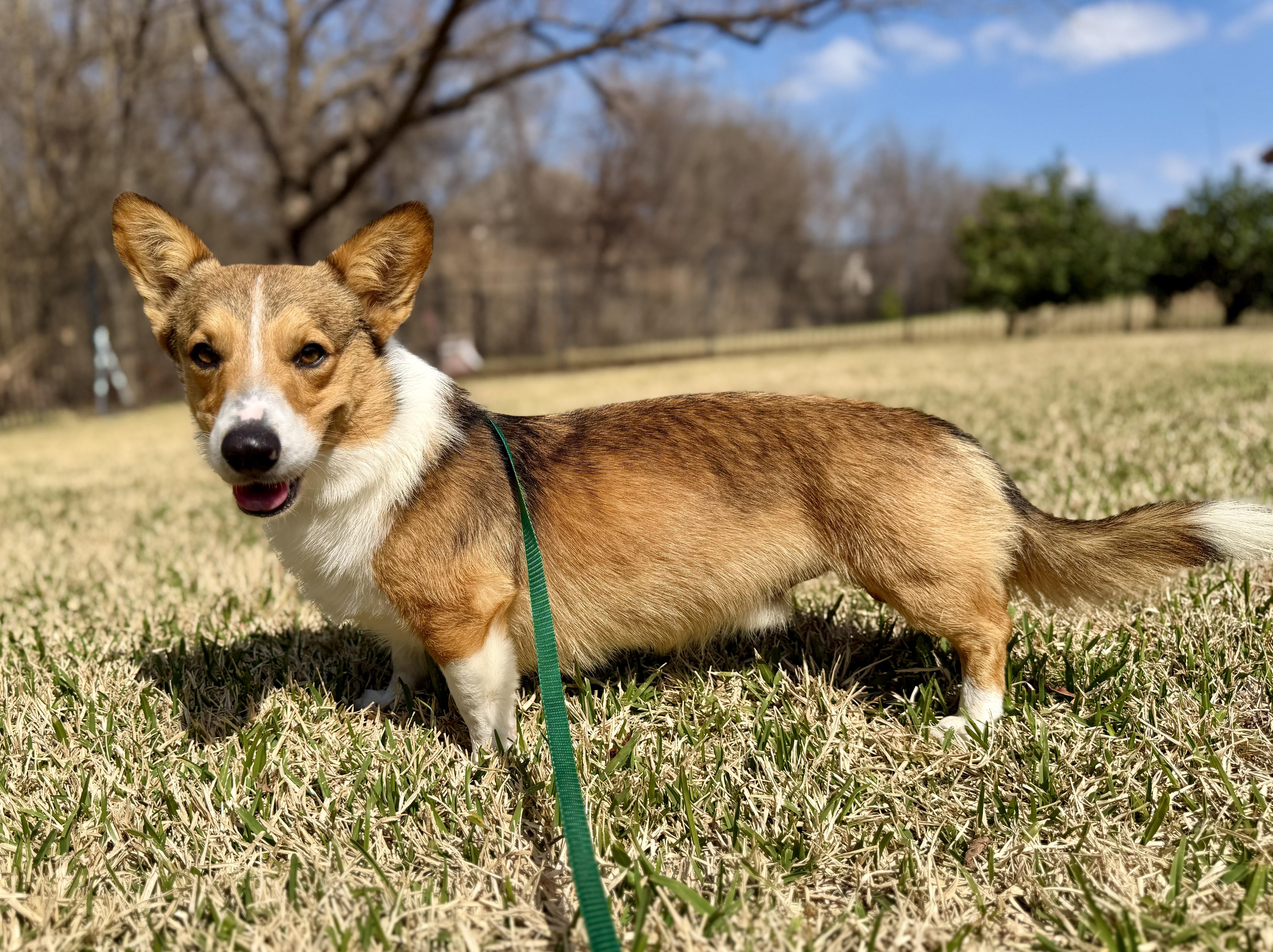 Enlarge Rocky, an adopted Corgi in Coppell, TX image 4/4