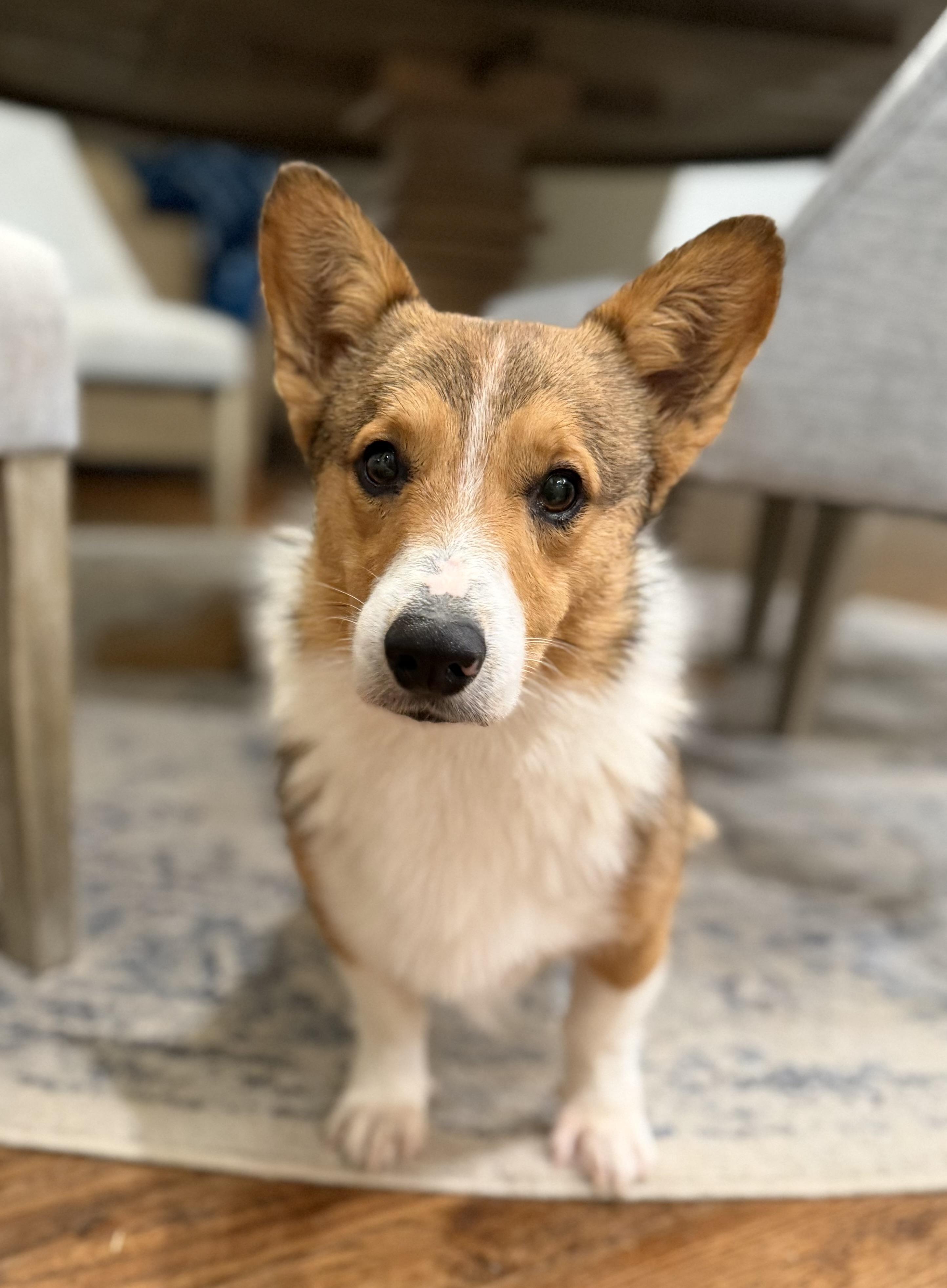 Enlarge Rocky, an adopted Corgi in Coppell, TX image 2/4