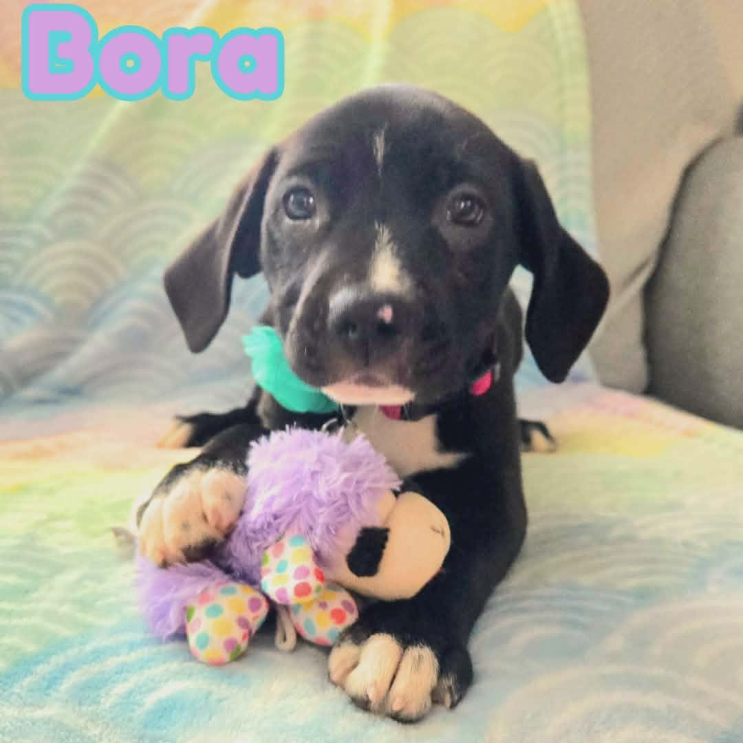Enlarge Bora *Beagle/Lab Mix sweetheart*, an adopted mixed breed in Riverview, FL image 1/6