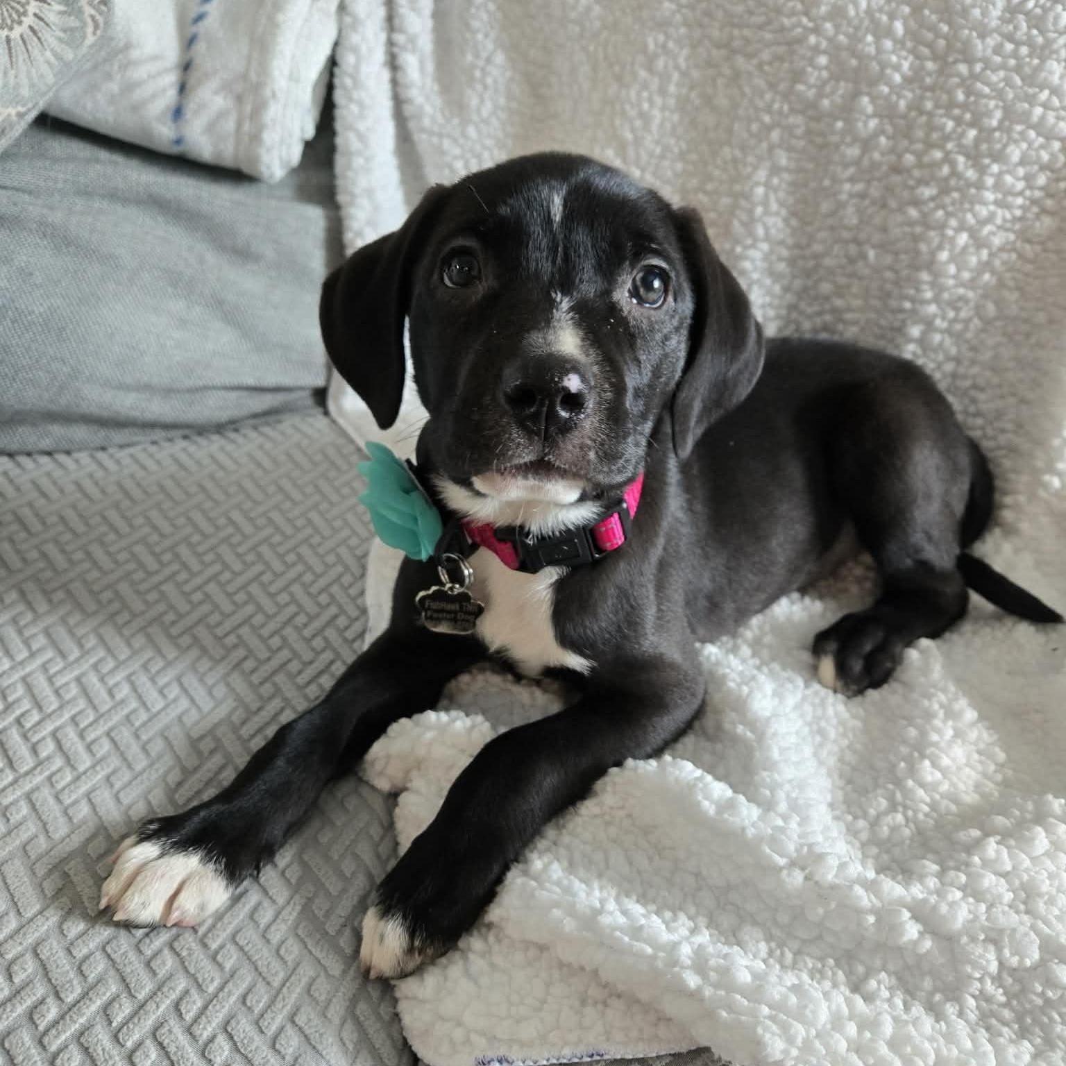 Enlarge Bora *Beagle/Lab Mix sweetheart*, an adopted mixed breed in Riverview, FL image 6/6