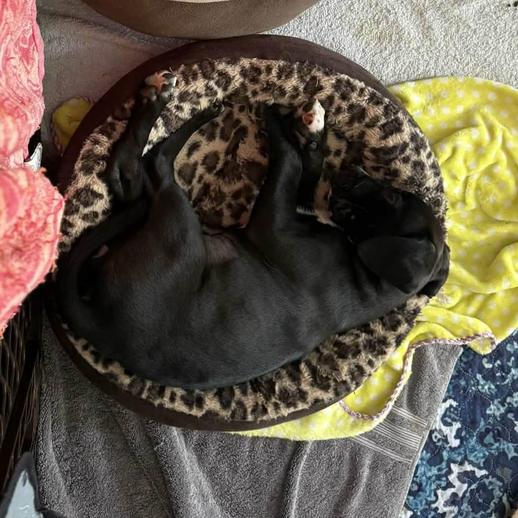 Enlarge Bora *Beagle/Lab Mix sweetheart*, an adopted mixed breed in Riverview, FL image 5/6