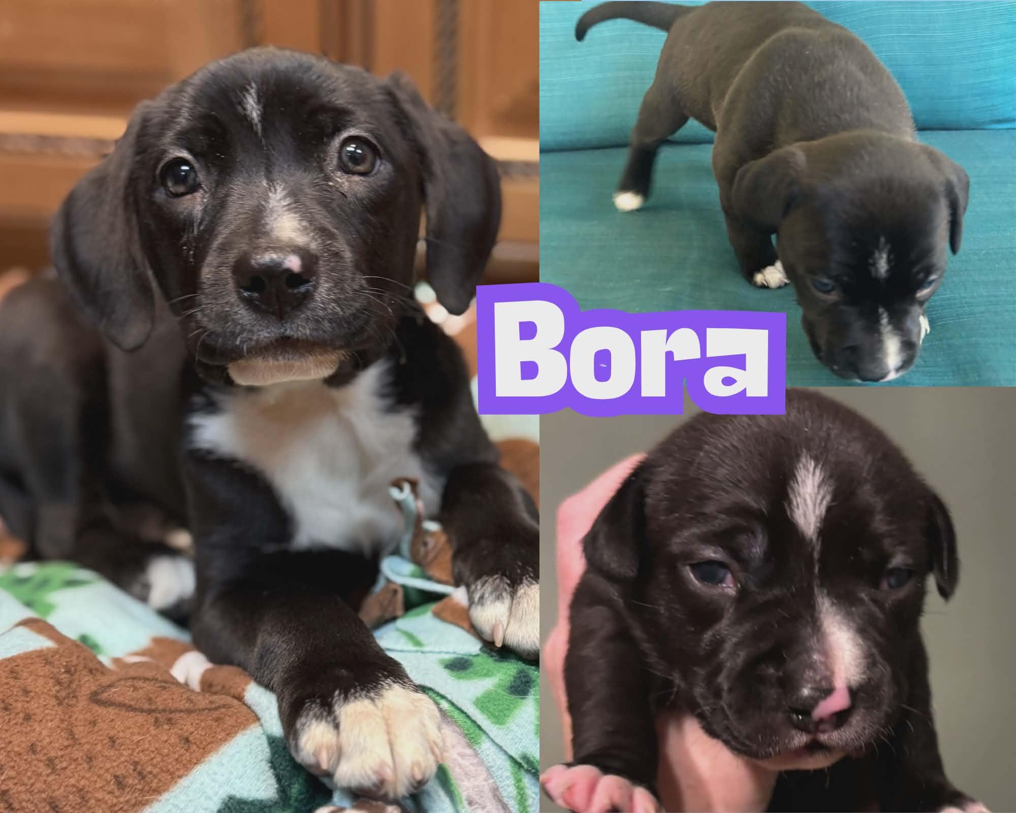Enlarge Bora *Beagle/Lab Mix sweetheart*, an adopted mixed breed in Riverview, FL image 4/6