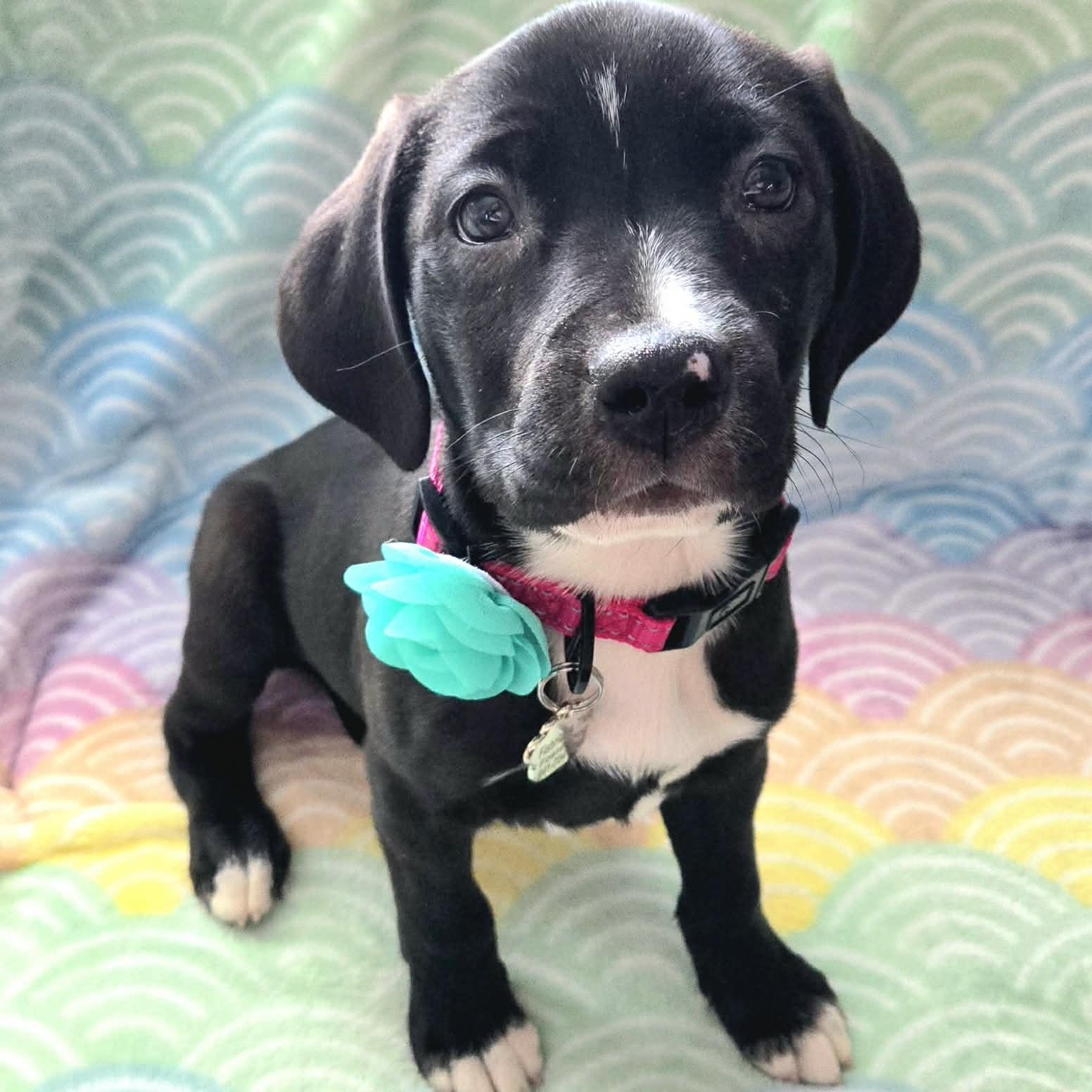 Enlarge Bora *Beagle/Lab Mix sweetheart*, an adopted mixed breed in Riverview, FL image 2/6