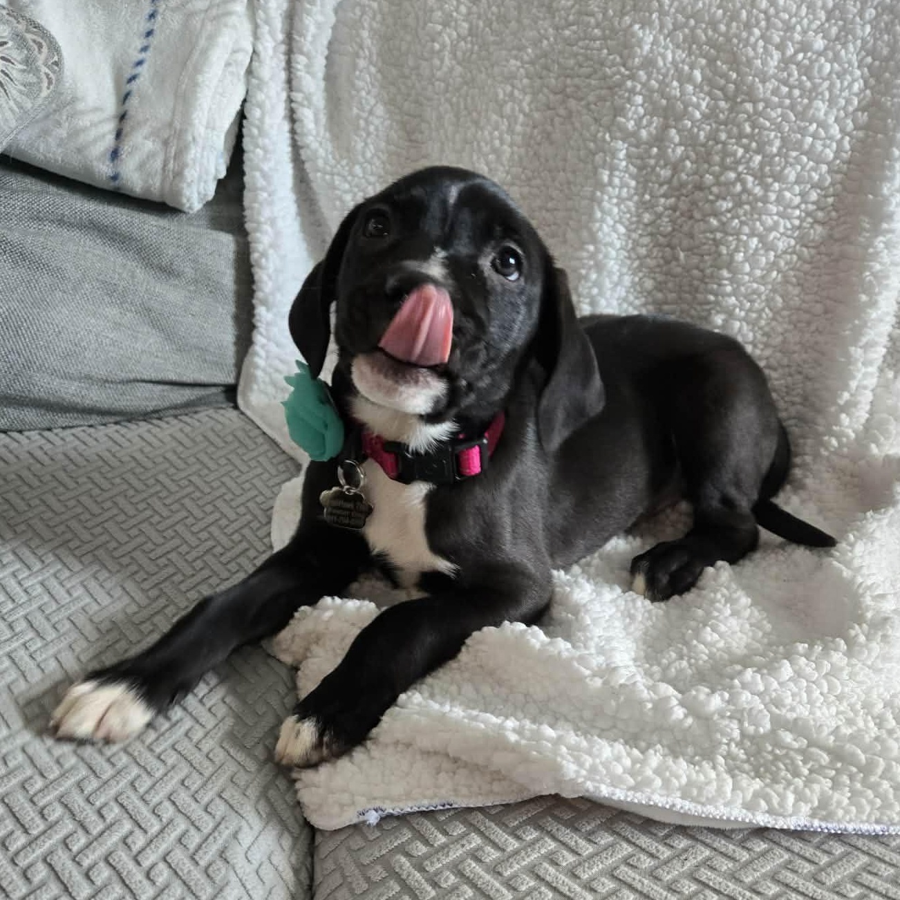 Enlarge Bora *Beagle/Lab Mix sweetheart*, an adopted mixed breed in Riverview, FL image 3/6