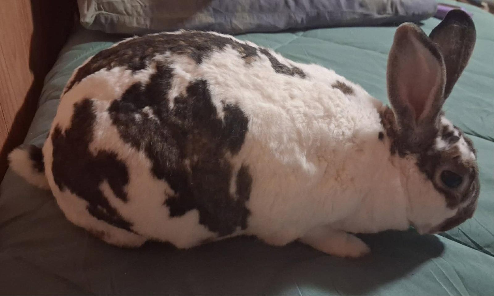 Ace, Adoptable, Adult Male Rex.