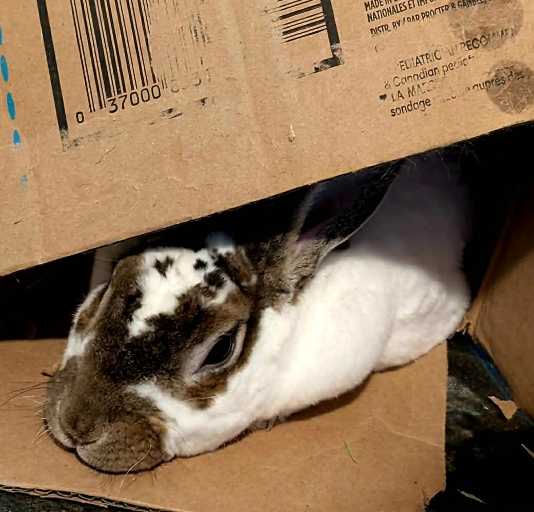 Enlarge Ace, a Adoptable Rex in Ceres, VA image 2/3