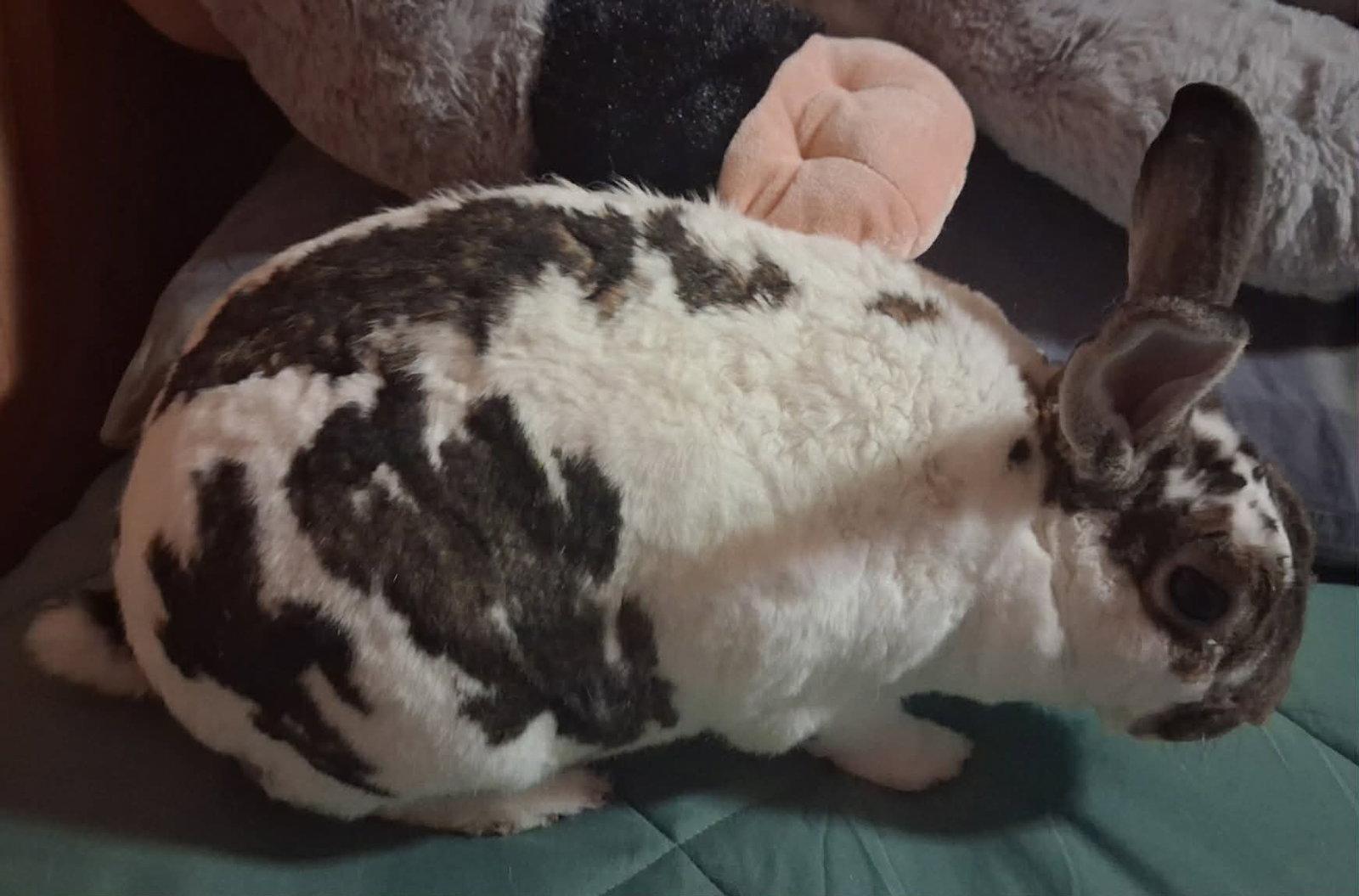 Enlarge Ace, a Adoptable Rex in Ceres, VA image 3/3