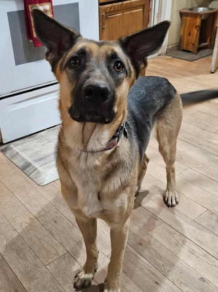 Bo Nix, Adoptable, Young Male German Shepherd Dog.