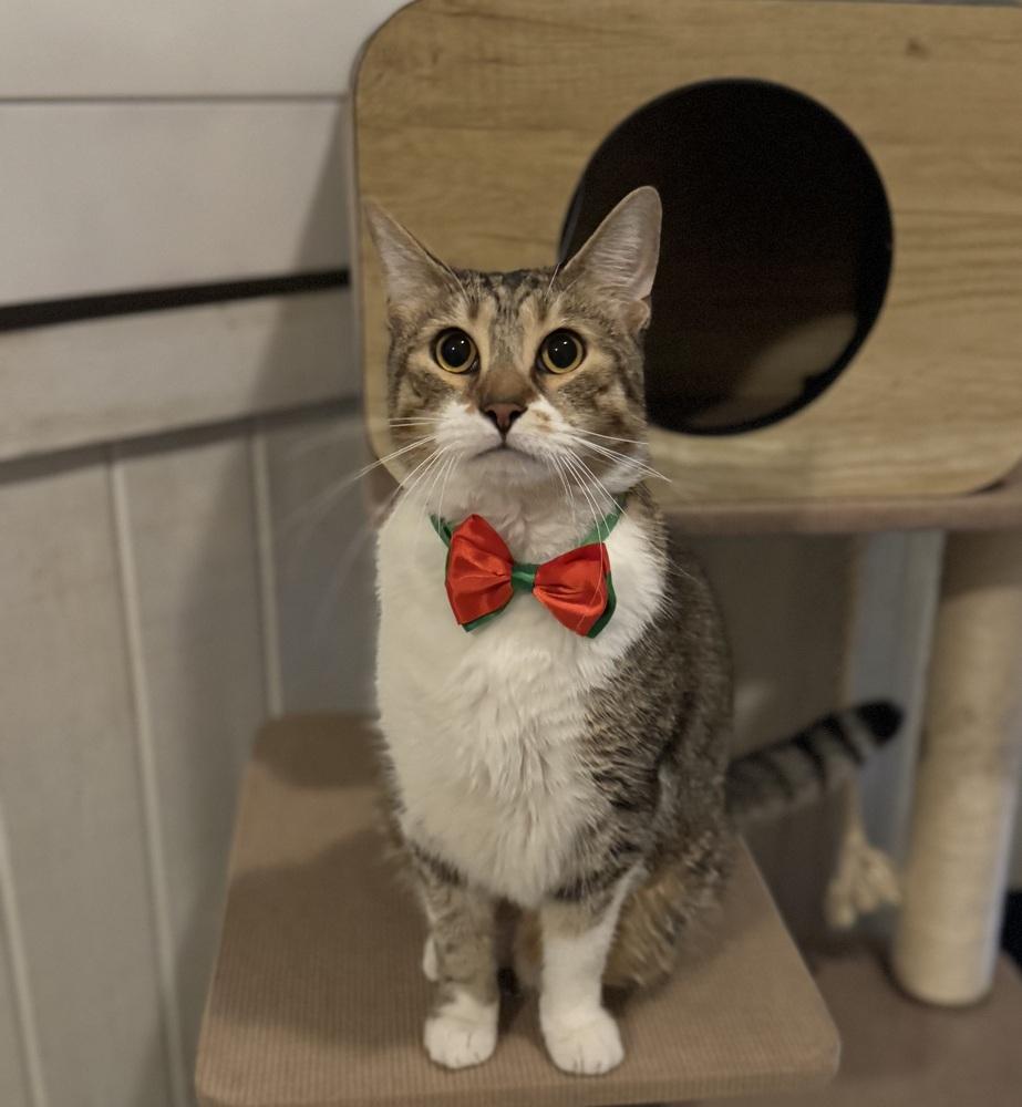 Enlarge Brian (Bonded with Timmy), a Adoptable Domestic Short Hair in Brandon, FL image 1/6