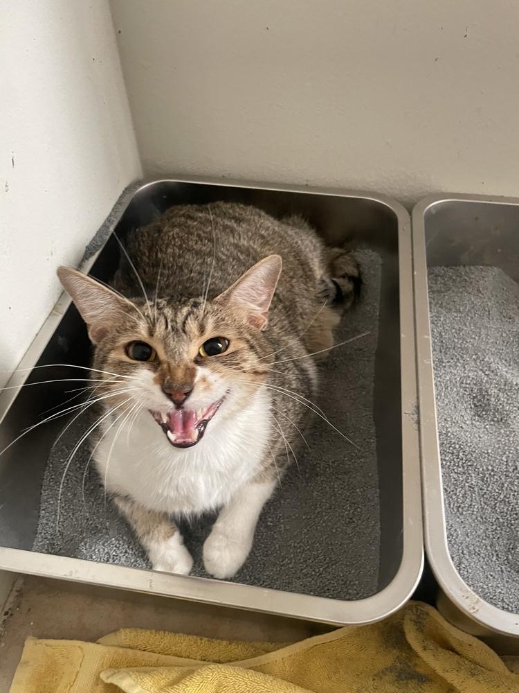 Enlarge Brian (Bonded with Timmy), a Adoptable Domestic Short Hair in Brandon, FL image 2/6