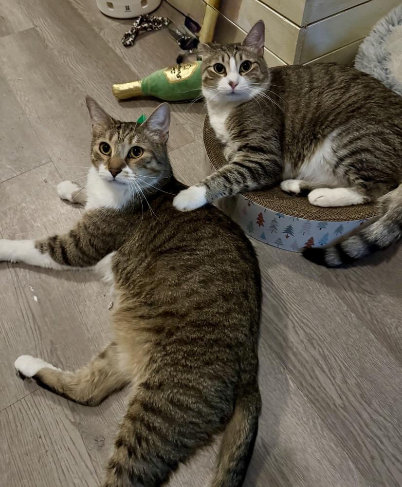 Enlarge Brian (Bonded with Timmy), a Adoptable Domestic Short Hair in Brandon, FL image 3/6