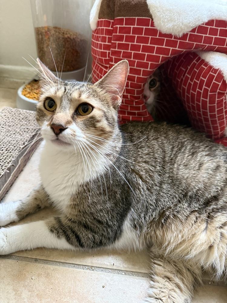 Enlarge Brian (Bonded with Timmy), a Adoptable Domestic Short Hair in Brandon, FL image 4/6