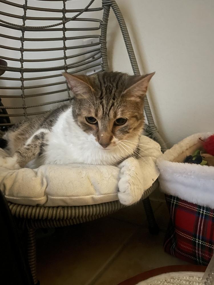 Enlarge Brian (Bonded with Timmy), a Adoptable Domestic Short Hair in Brandon, FL image 5/6