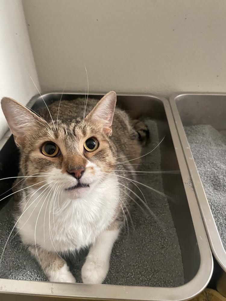 Enlarge Brian (Bonded with Timmy), a Adoptable Domestic Short Hair in Brandon, FL image 6/6