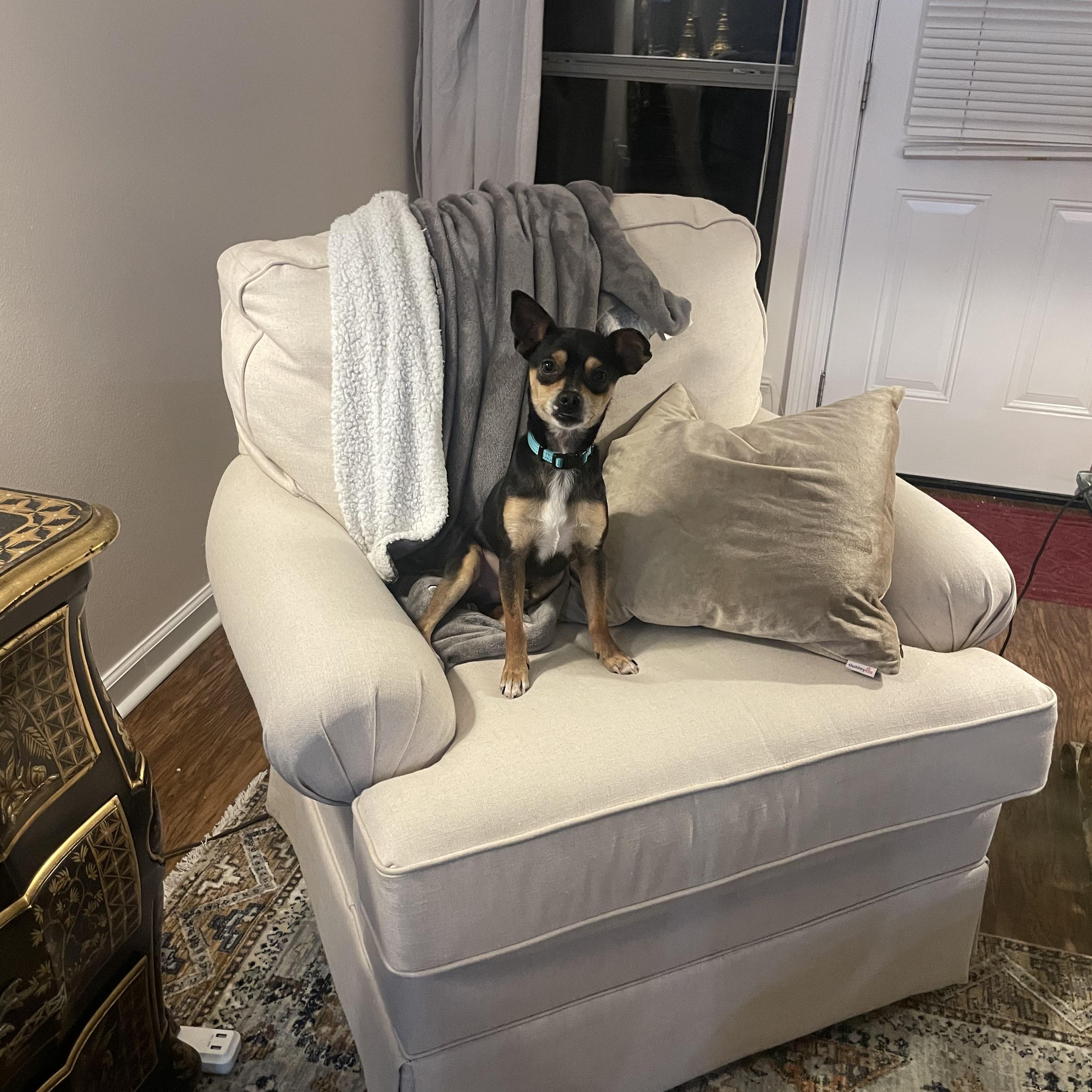 Rascal, a ADOPTABLE mixed breed in Baker, LA image 5/6
