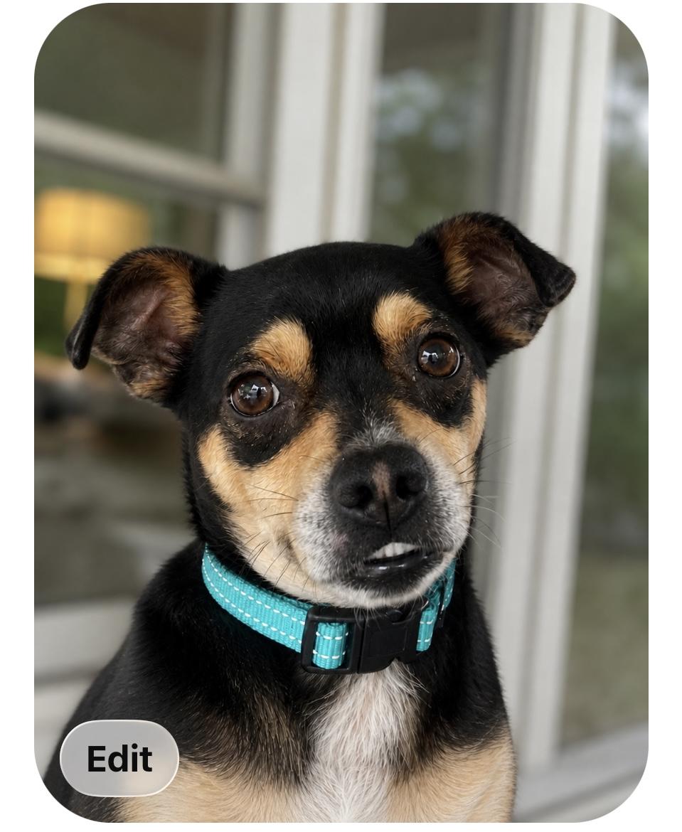 Rascal, a ADOPTABLE mixed breed in Baker, LA image 6/6