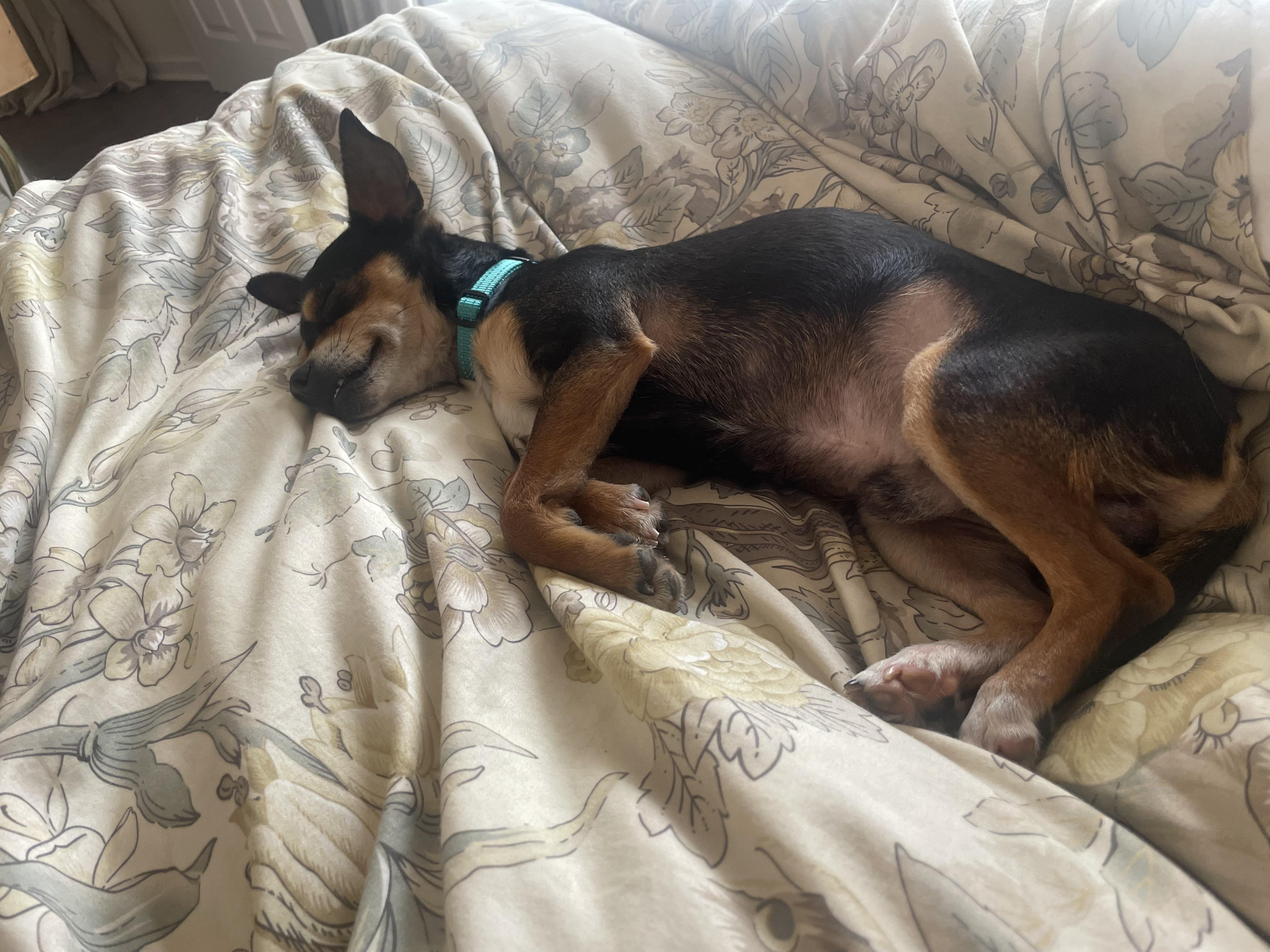 Rascal, a ADOPTABLE mixed breed in Baker, LA image 2/6