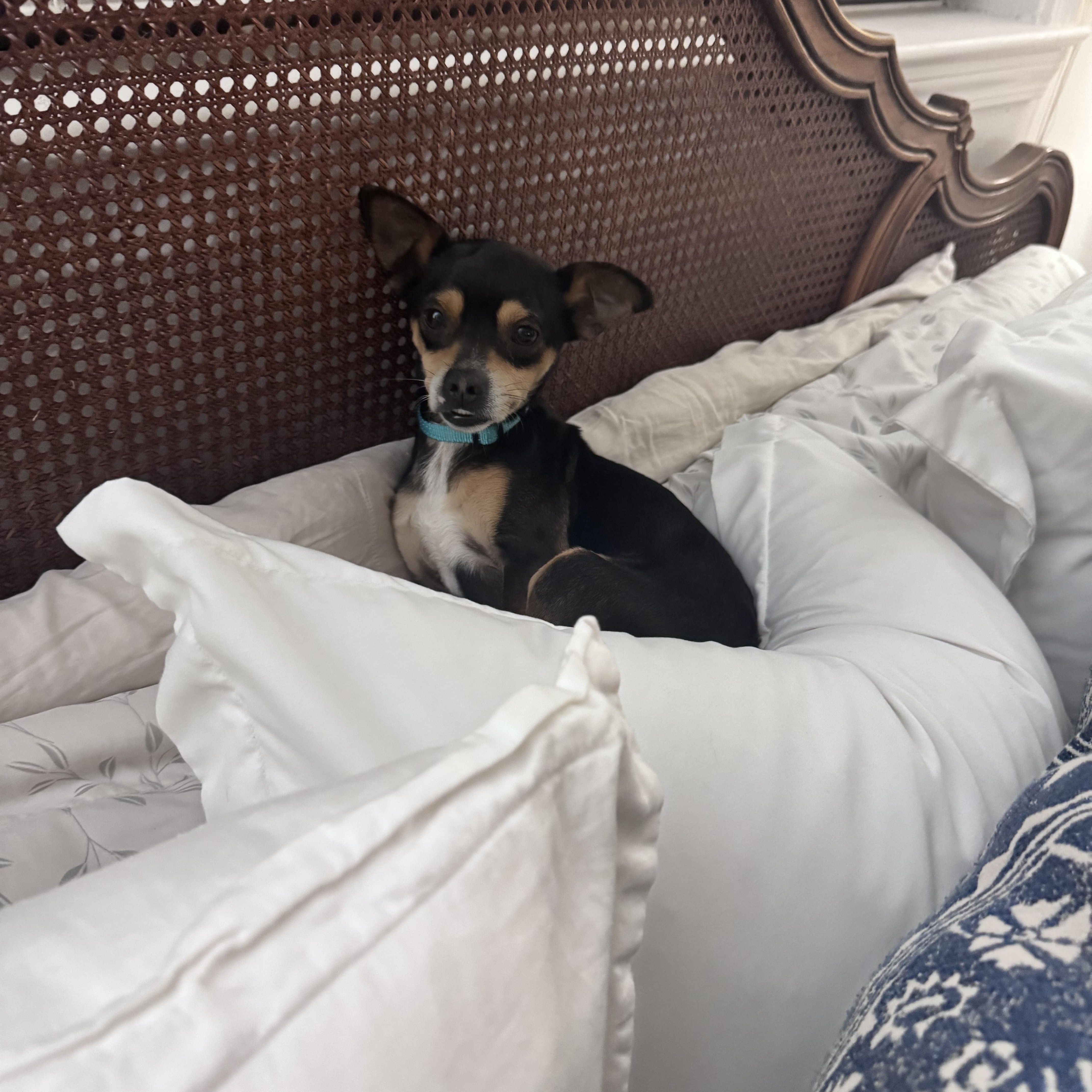 Rascal, ADOPTABLE, Adult Male Rat Terrier & Chihuahua.