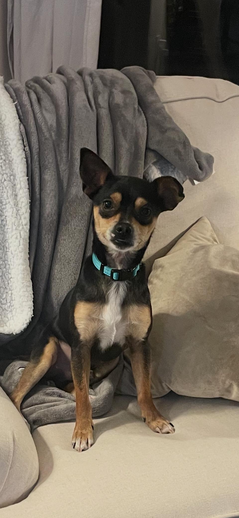 Rascal, a ADOPTABLE mixed breed in Baker, LA image 3/6