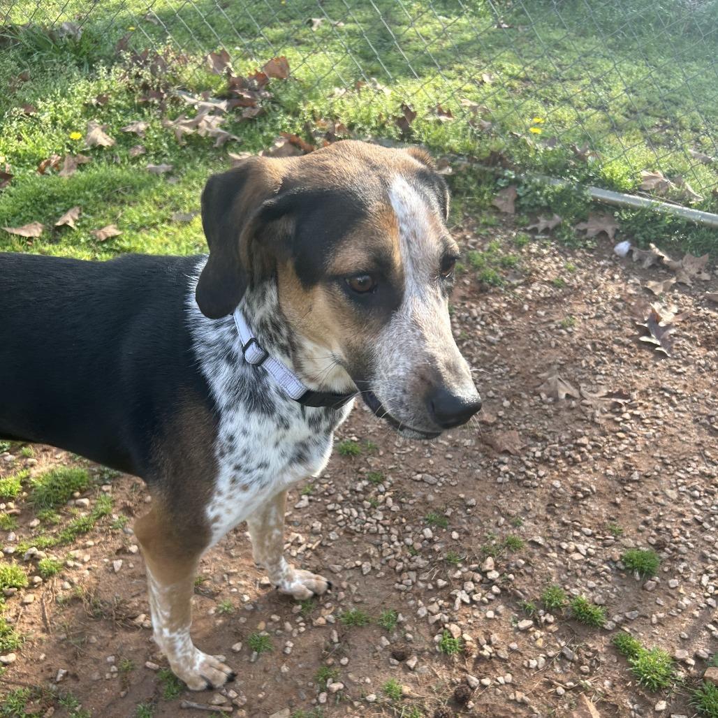 Gertrude, Adoptable, Young Female Mixed Breed.
