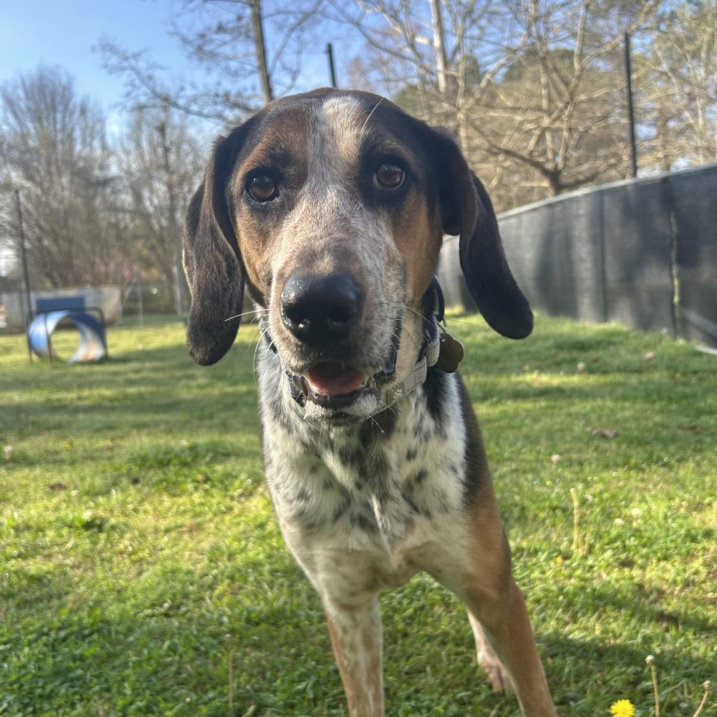Gertrude, a Adoptable Mixed Breed in Auburn, AL image 2/6