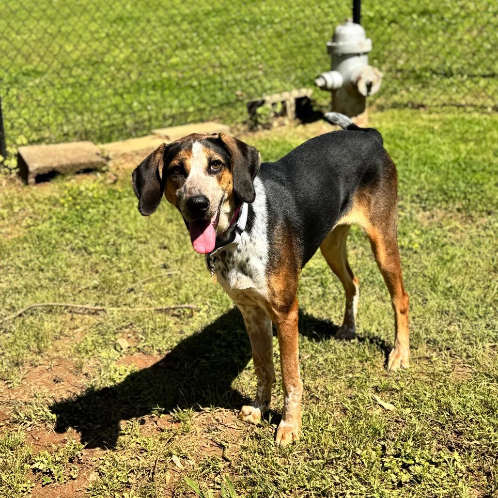 Gertrude, a Adoptable Mixed Breed in Auburn, AL image 3/6