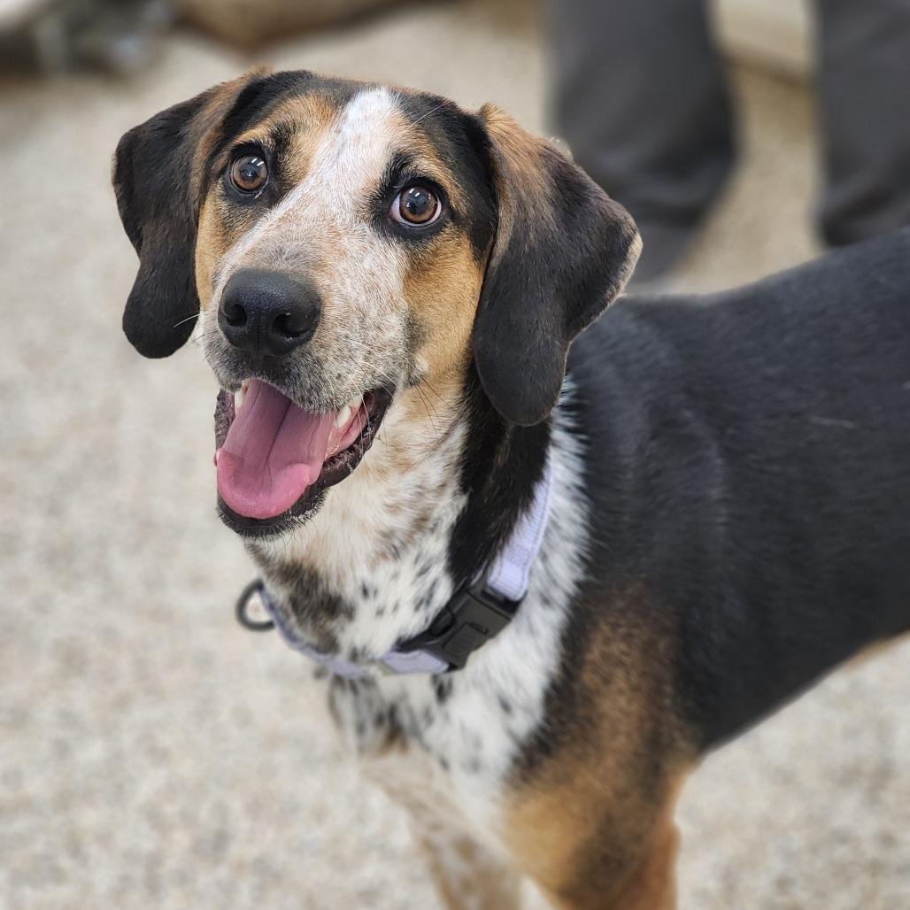 Gertrude, a Adoptable Mixed Breed in Auburn, AL image 4/6