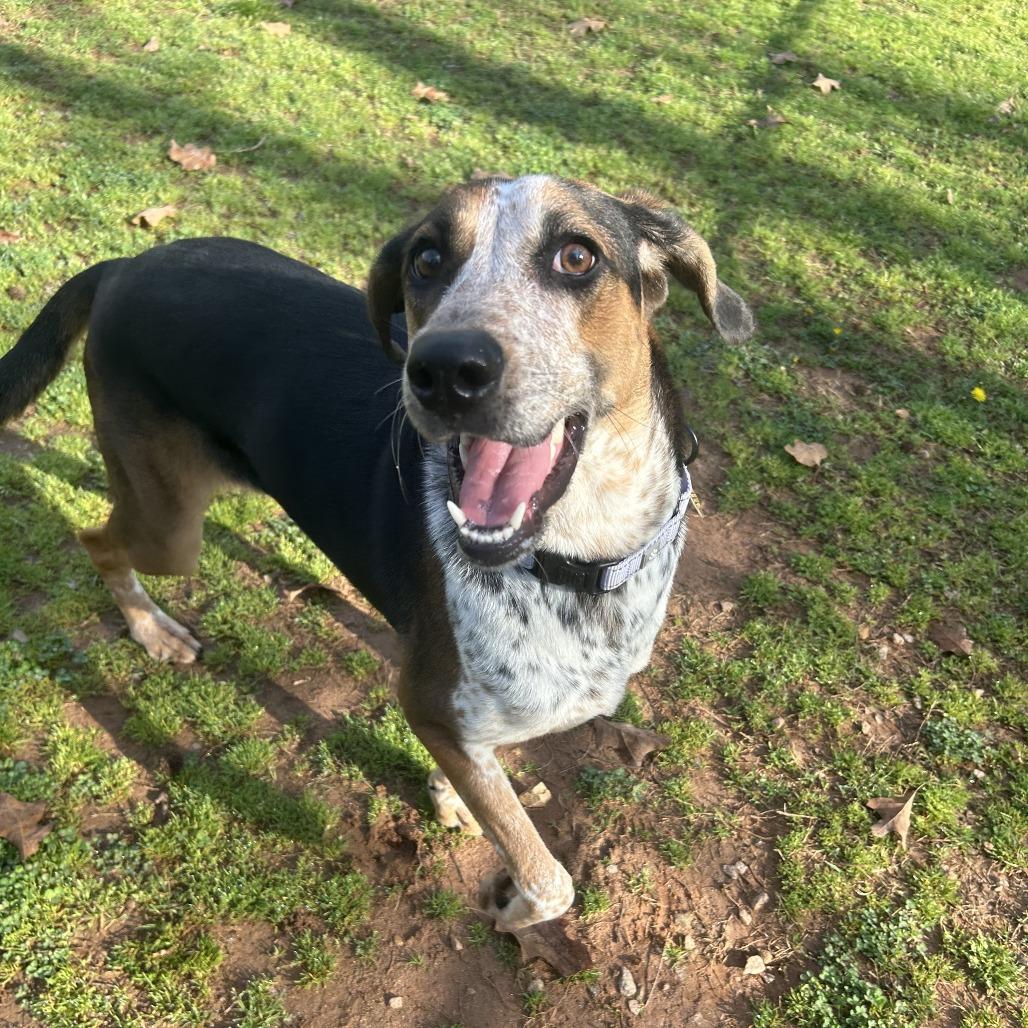 Gertrude, a Adoptable Mixed Breed in Auburn, AL image 6/6