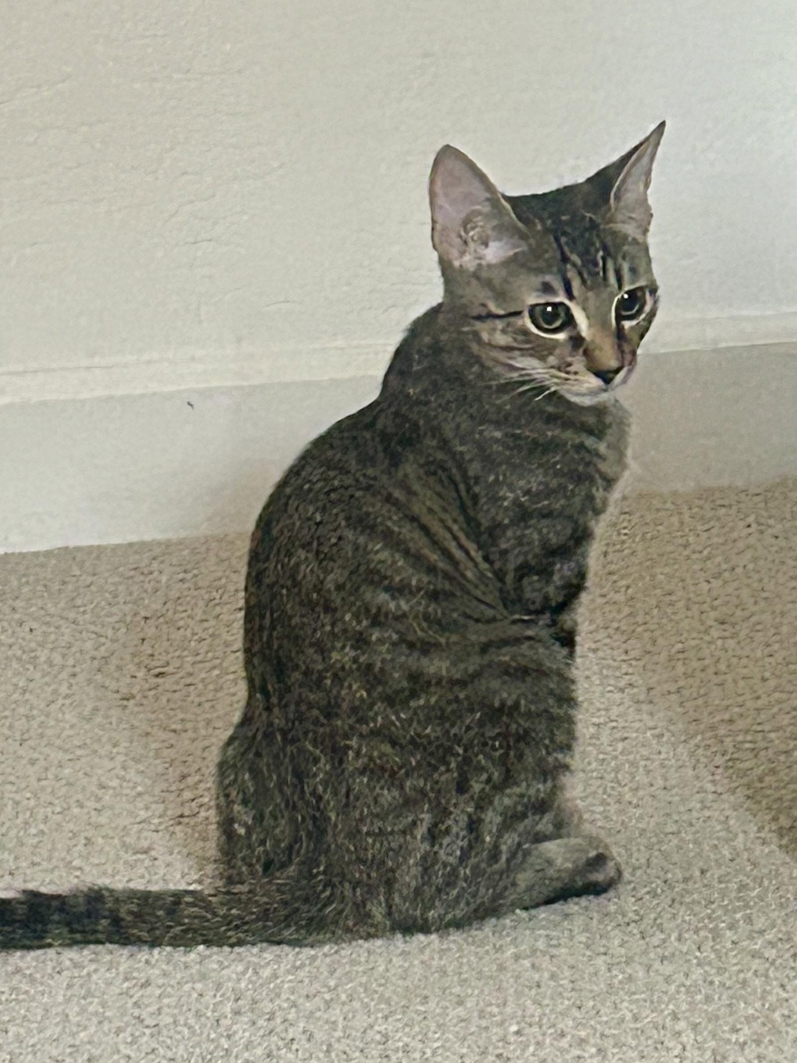 Leo Star, Adoptable, Young Male Domestic Short Hair.