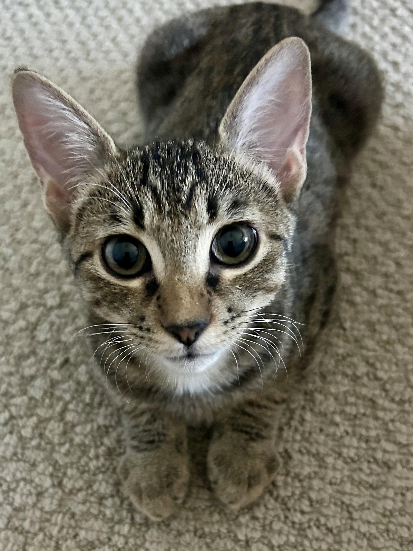 Enlarge Leo Star, a Adoptable Domestic Short Hair in Scottsdale, AZ image 2/3