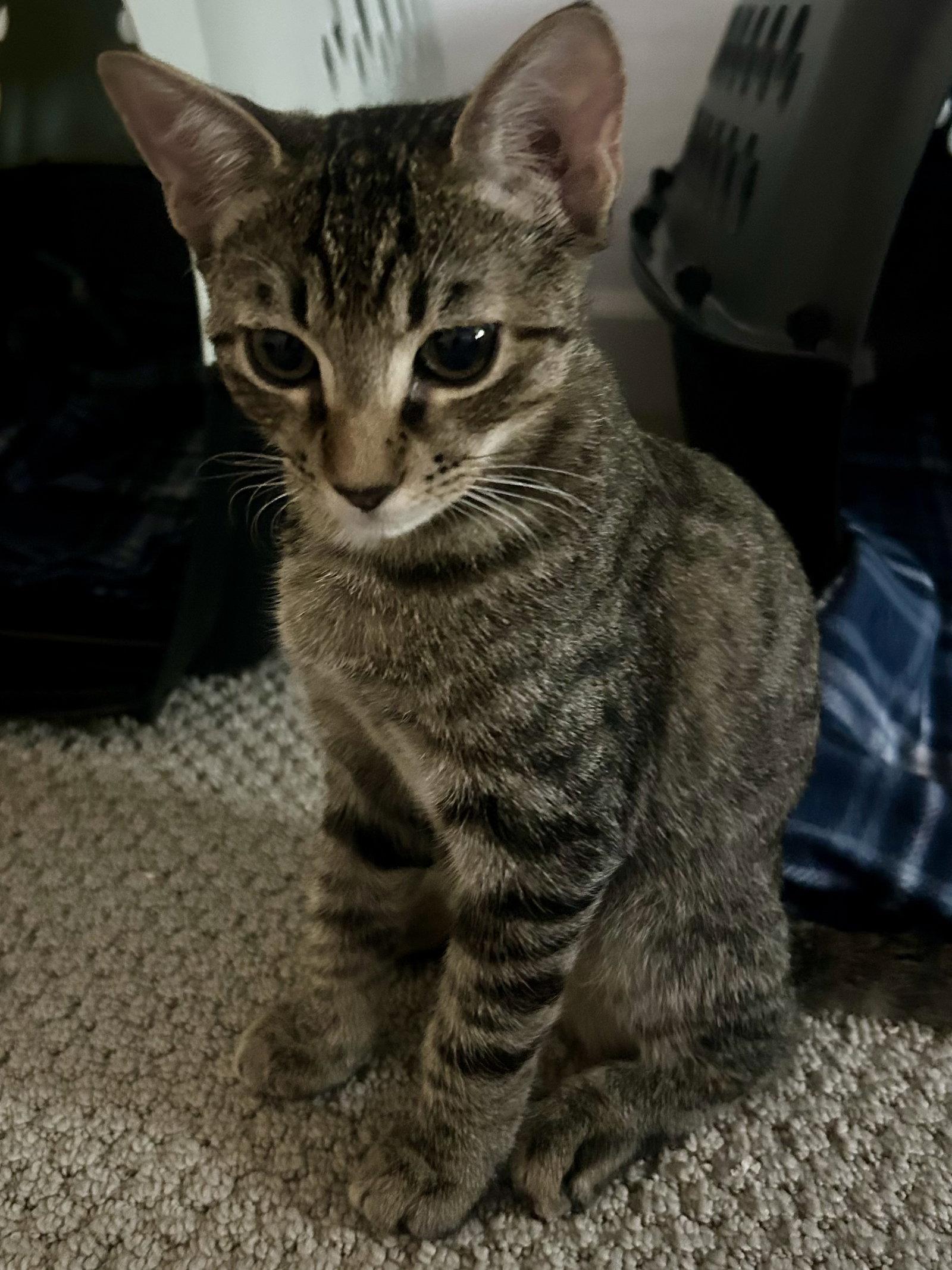 Enlarge Leo Star, a Adoptable Domestic Short Hair in Scottsdale, AZ image 3/3