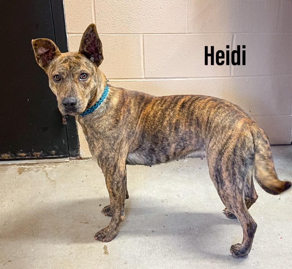 Heidi, Adoptable, Young Female Plott Hound & Staffordshire Bull Terrier.
