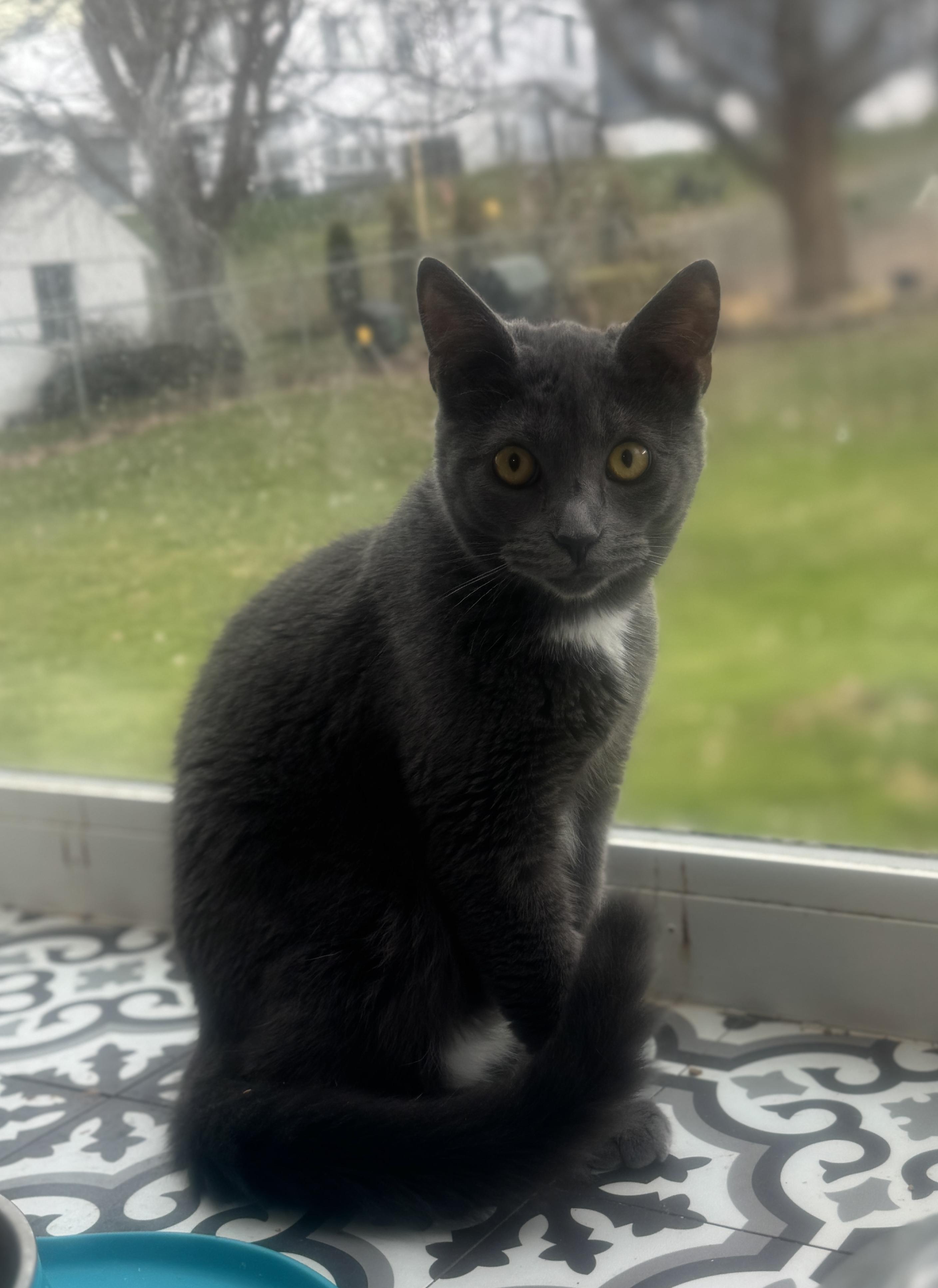 Weezer, a Adoptable American Shorthair in Massillon, OH image 2/2